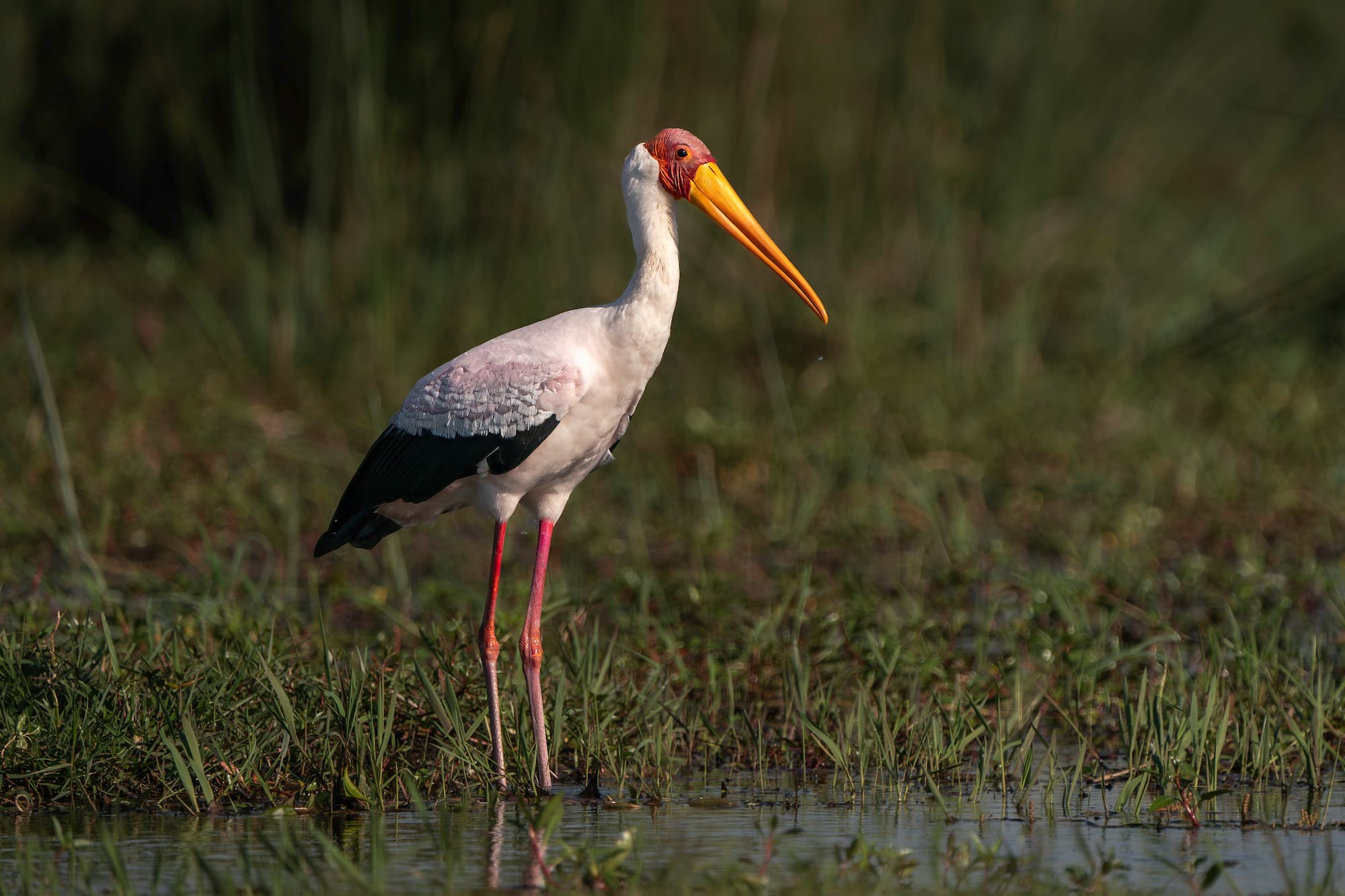 Yellow-billed stork foraging in the Okavango Delta