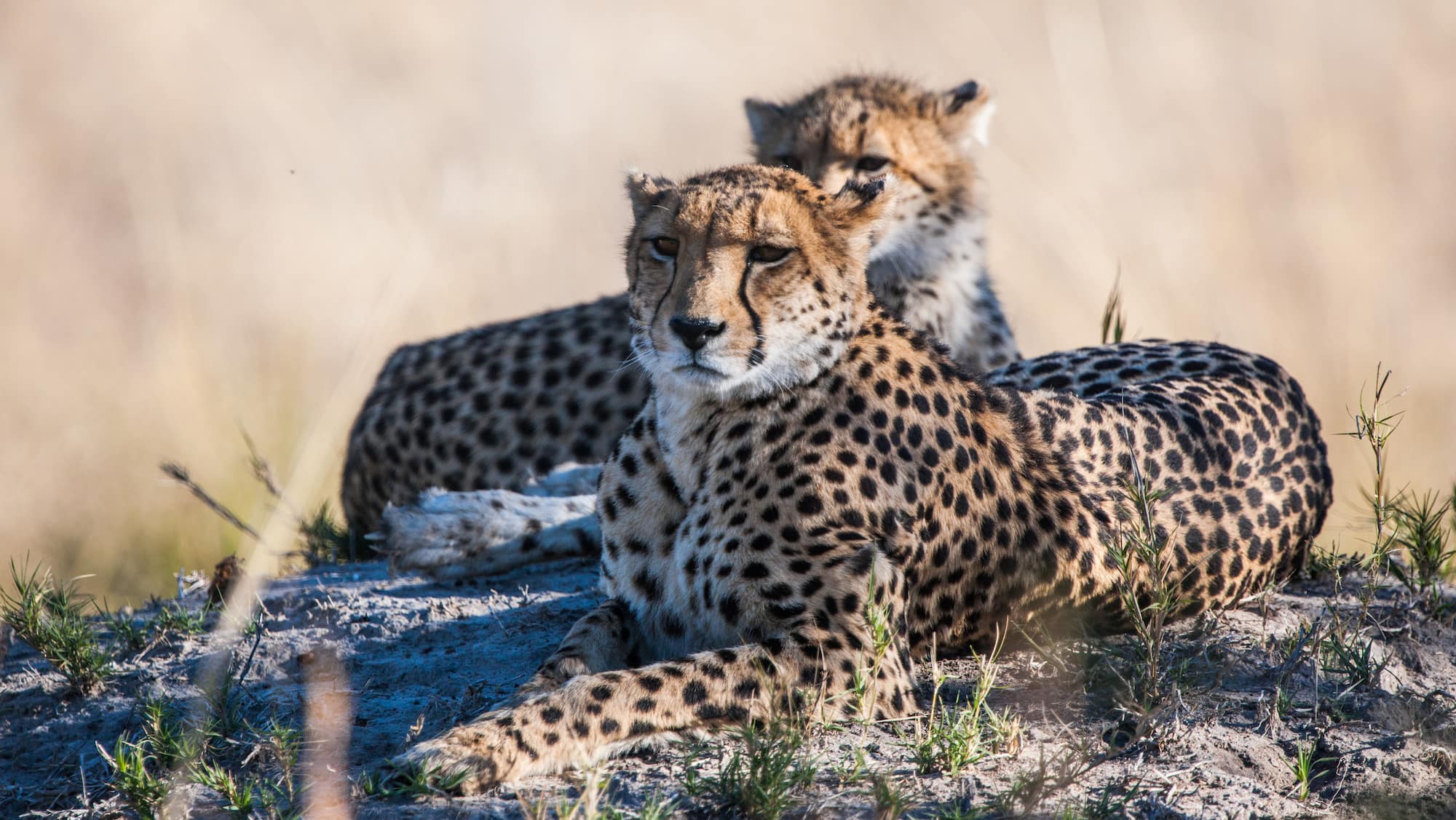 Cheetah in the Okavango delta, Botswana