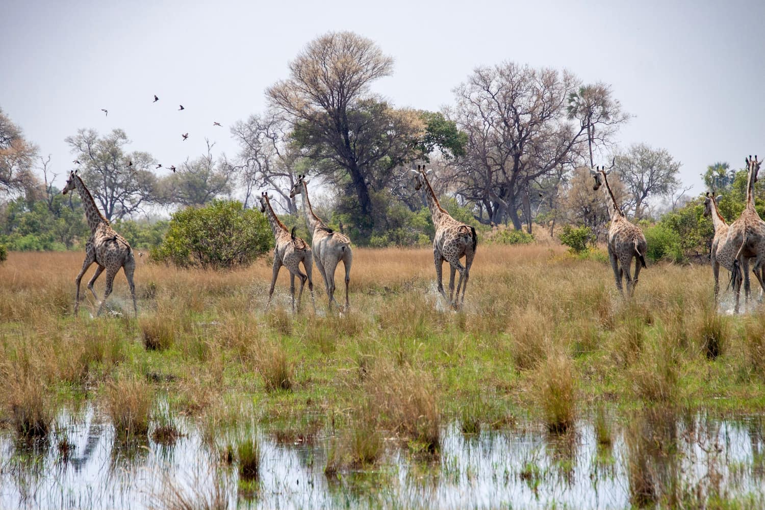 Herd of giraffes walking through the grassy plains of the Okavango Delta in Botswana