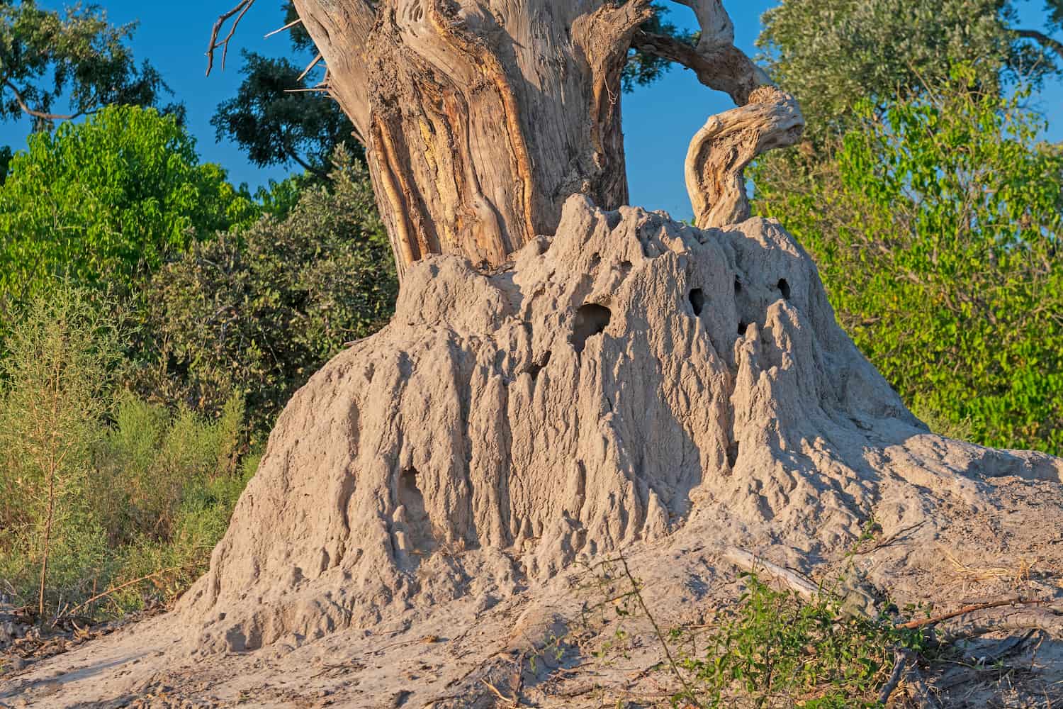 Large Termite Mound Enveloping a Tree Trunk in the Okavango Delta in Botswana