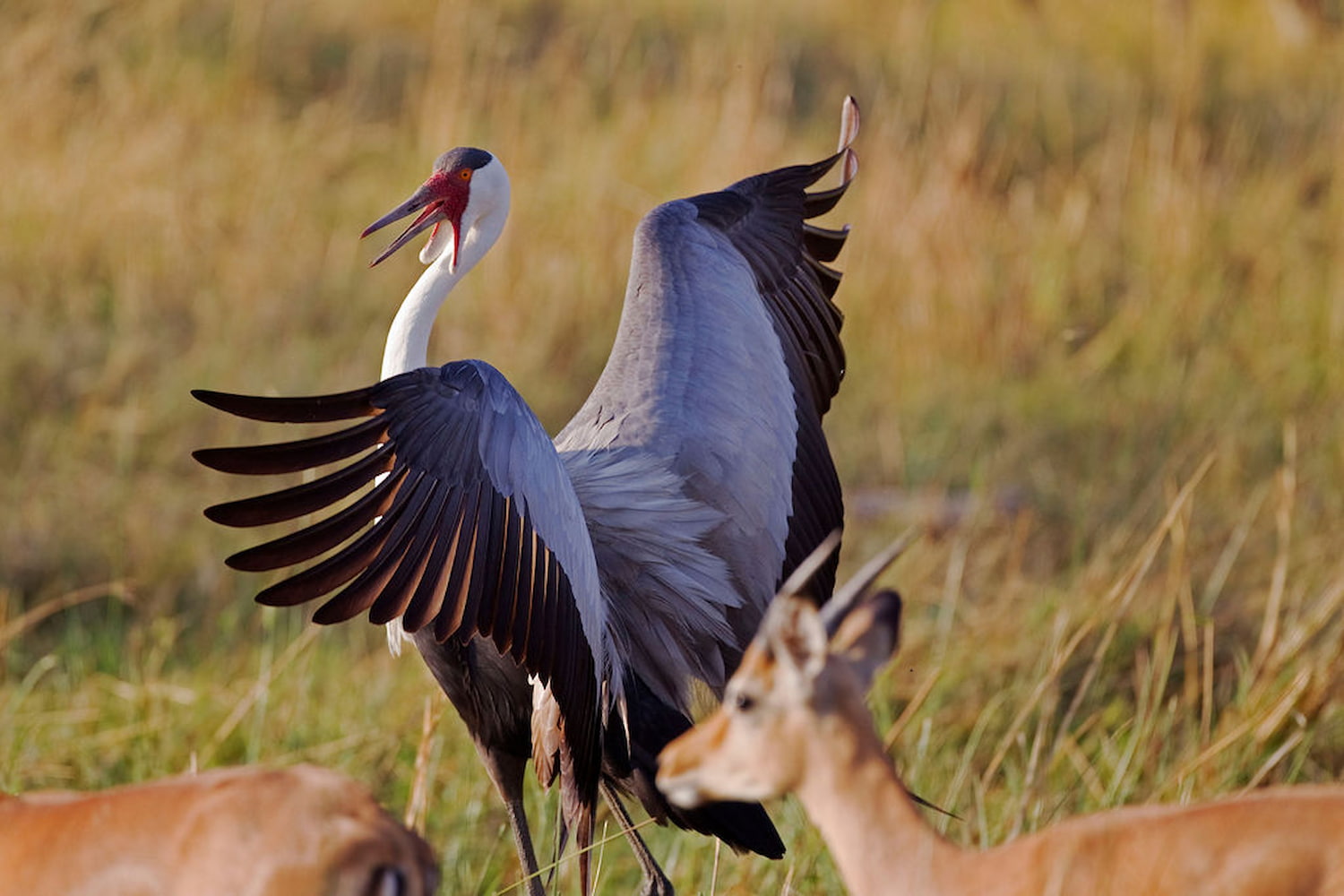 Graceful, wattled crane in the wild