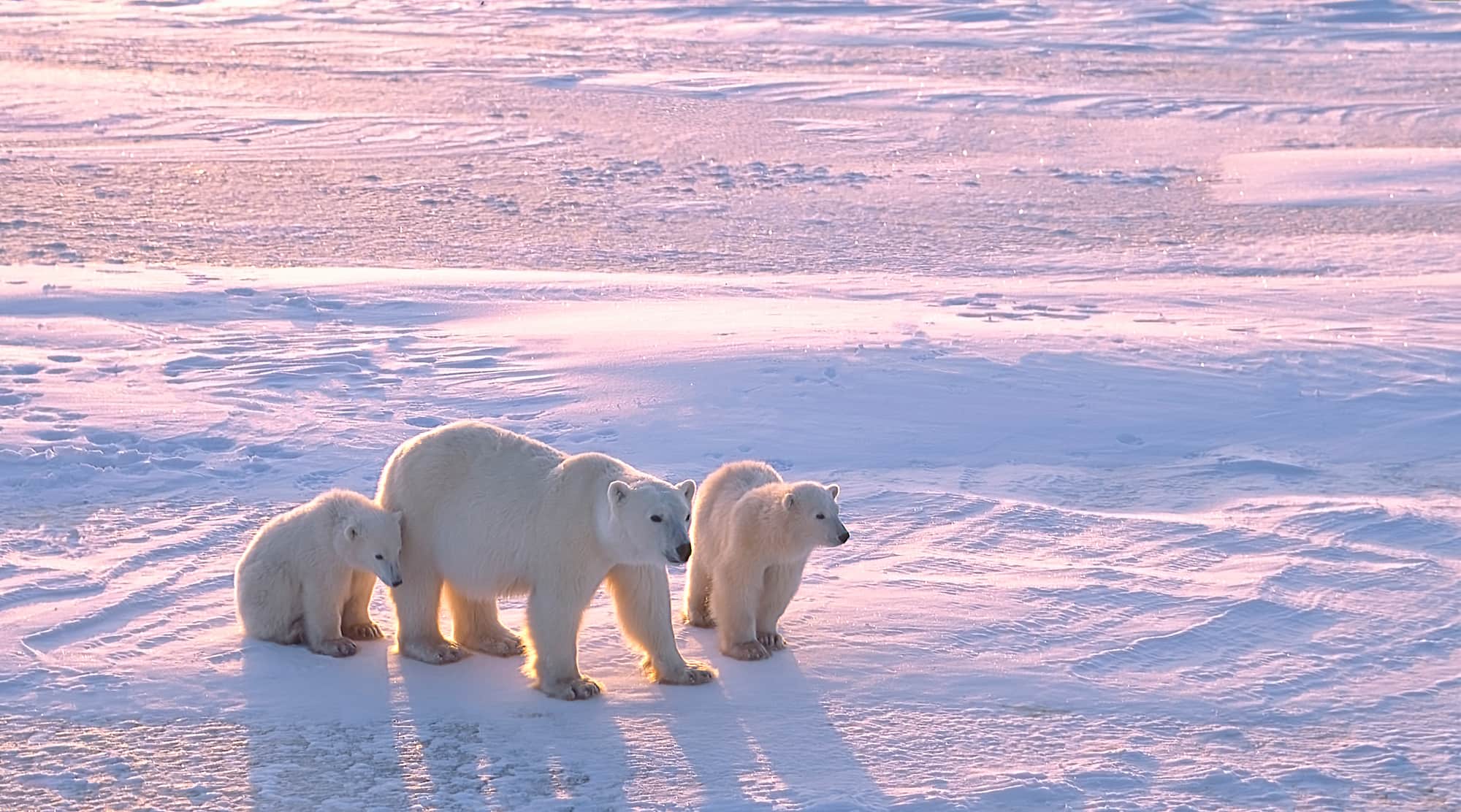 Mother polar bear and two cubs walking across snow at sunset, Arctic