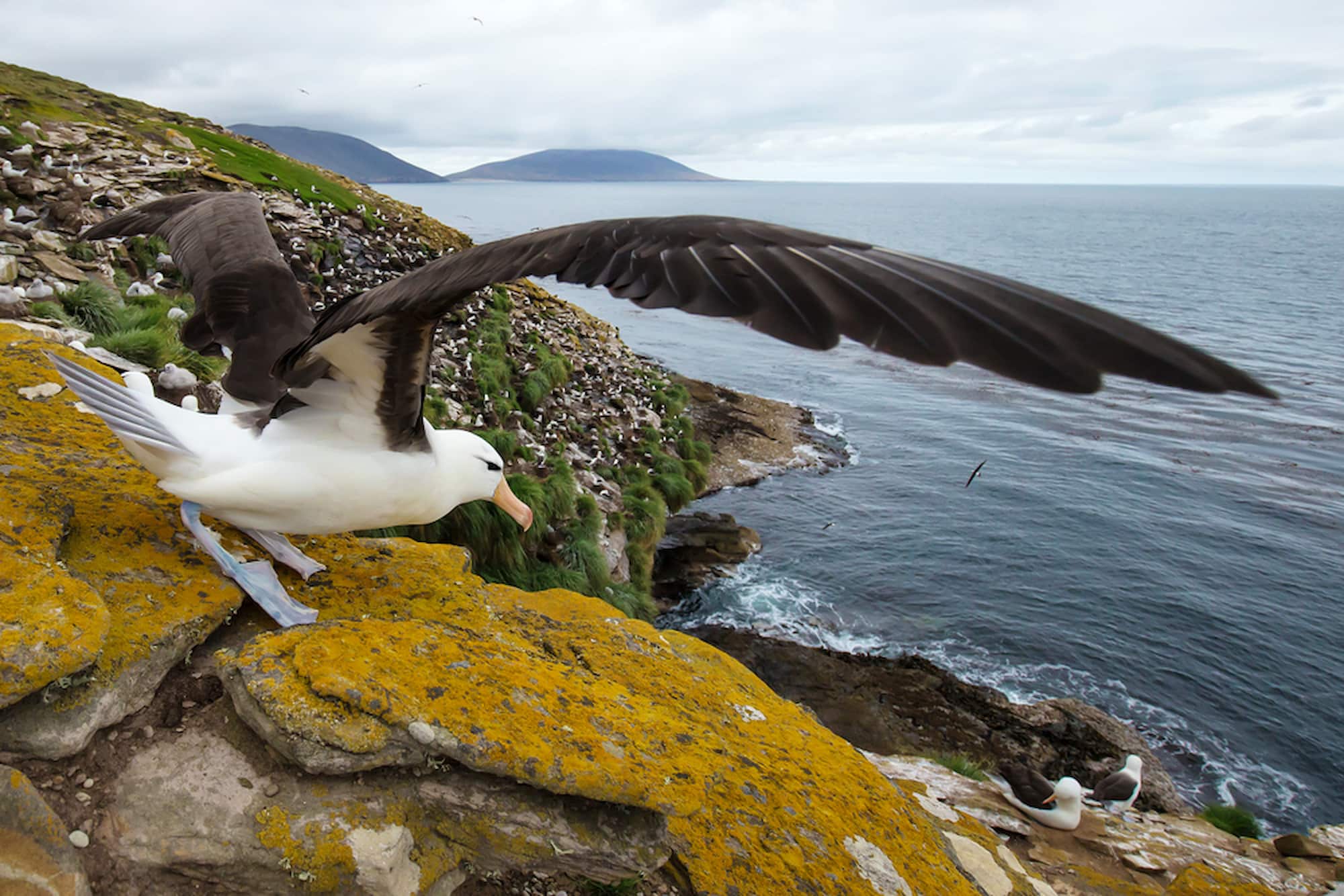 The Falkland Islands are home to the world's largest colony of Black-browed Albatrosses.