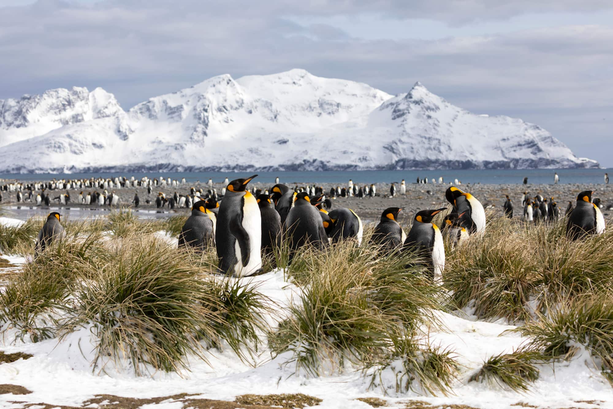 Colony of King Penguins in South Georgia.