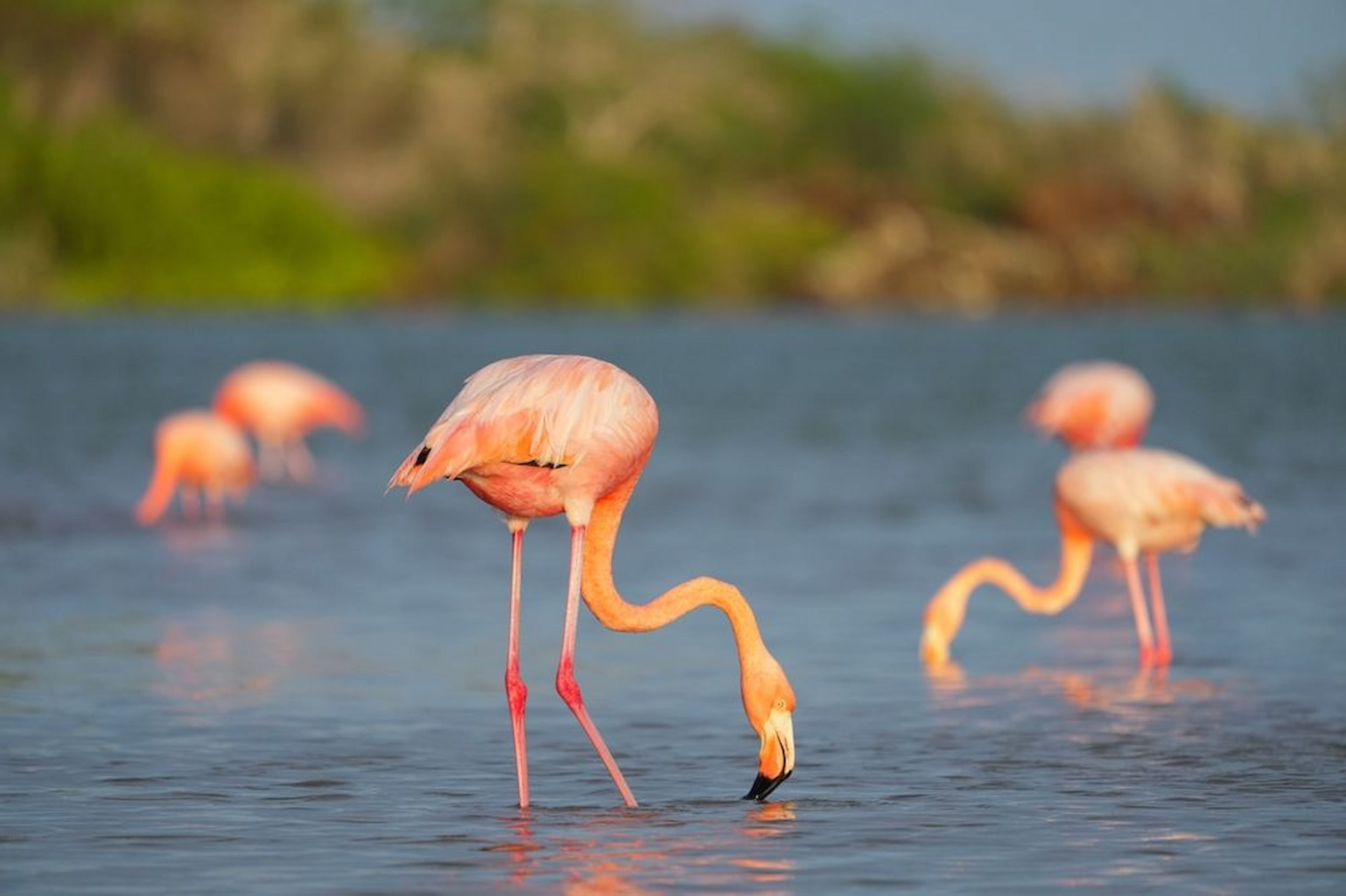The iconic flamingos of the Galápagos Islands
