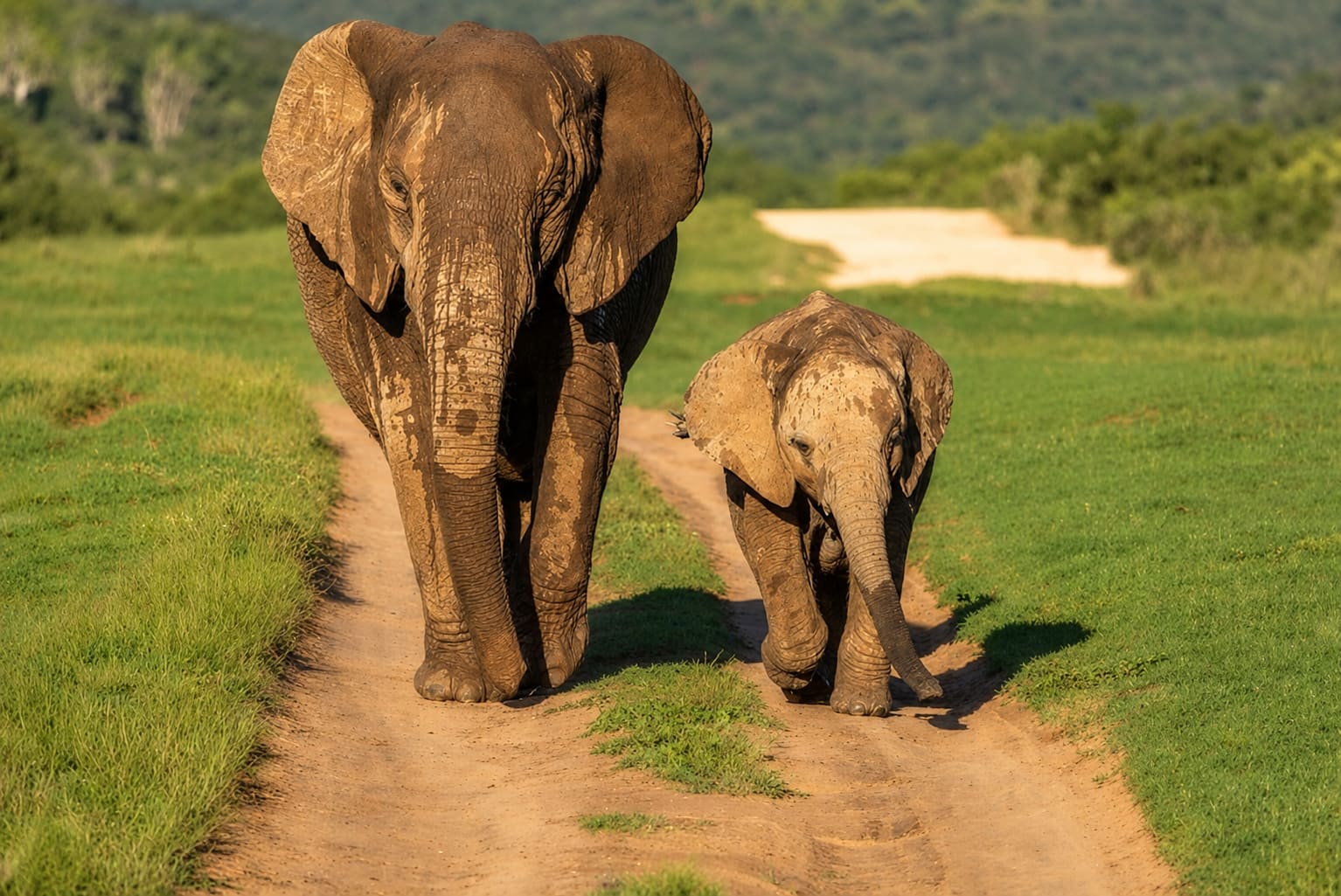 Elephant mother and baby by a dusty trail in Addo Elephant National Park, Eastern Cape, South Africa