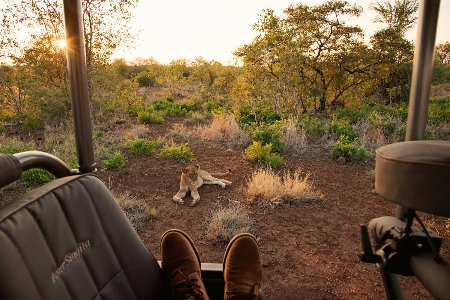 Safari vehicle at a lion sighting in Greater Kruger private reserve, South Africa