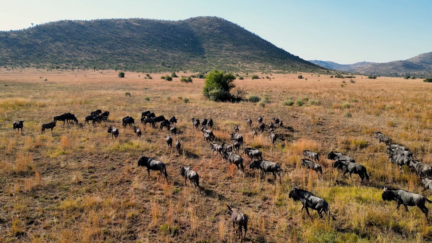 Herd of wildebeest in Pilanesberg, a popular safari destination in South Africa.