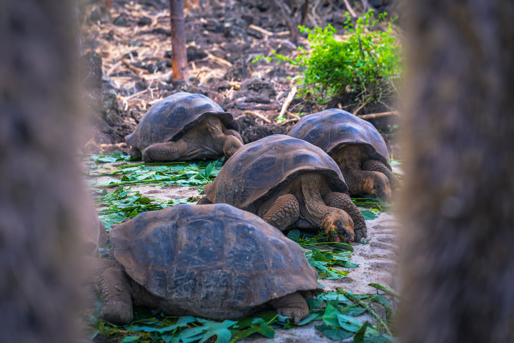 Tortoises in Galapagos Island.
