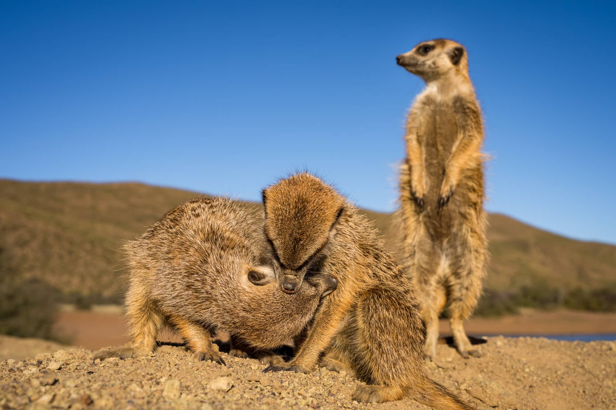 Habituated meerkats at sunrise in Tswalu Private Reserve, Kalahari, South Africa