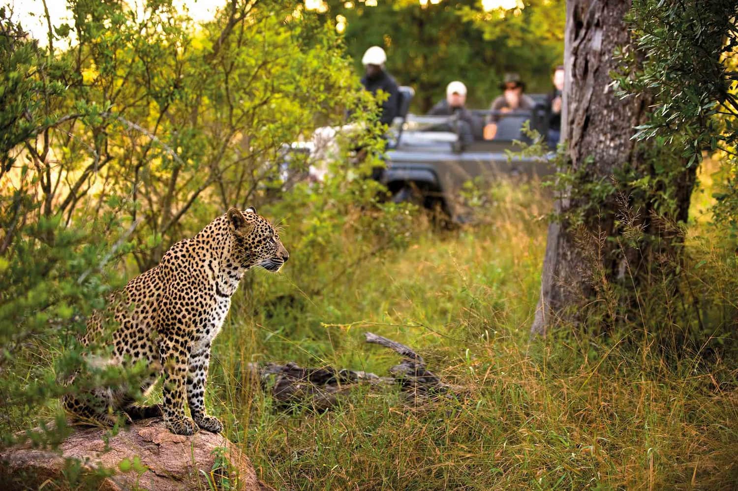 Leopard resting on a rock in the Sabi Sand Game Reserve, Greater Kruger, South Africa