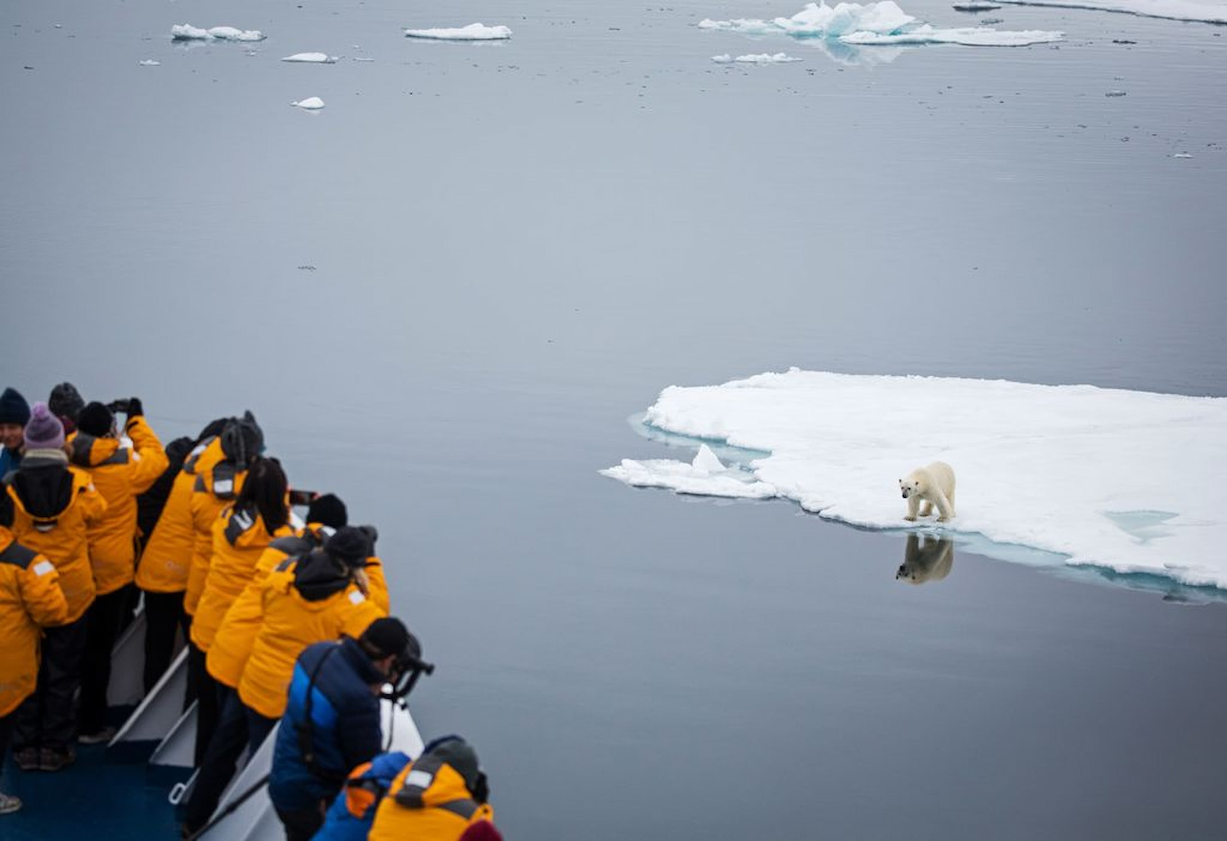 A polar bear sighting captured from the ship.