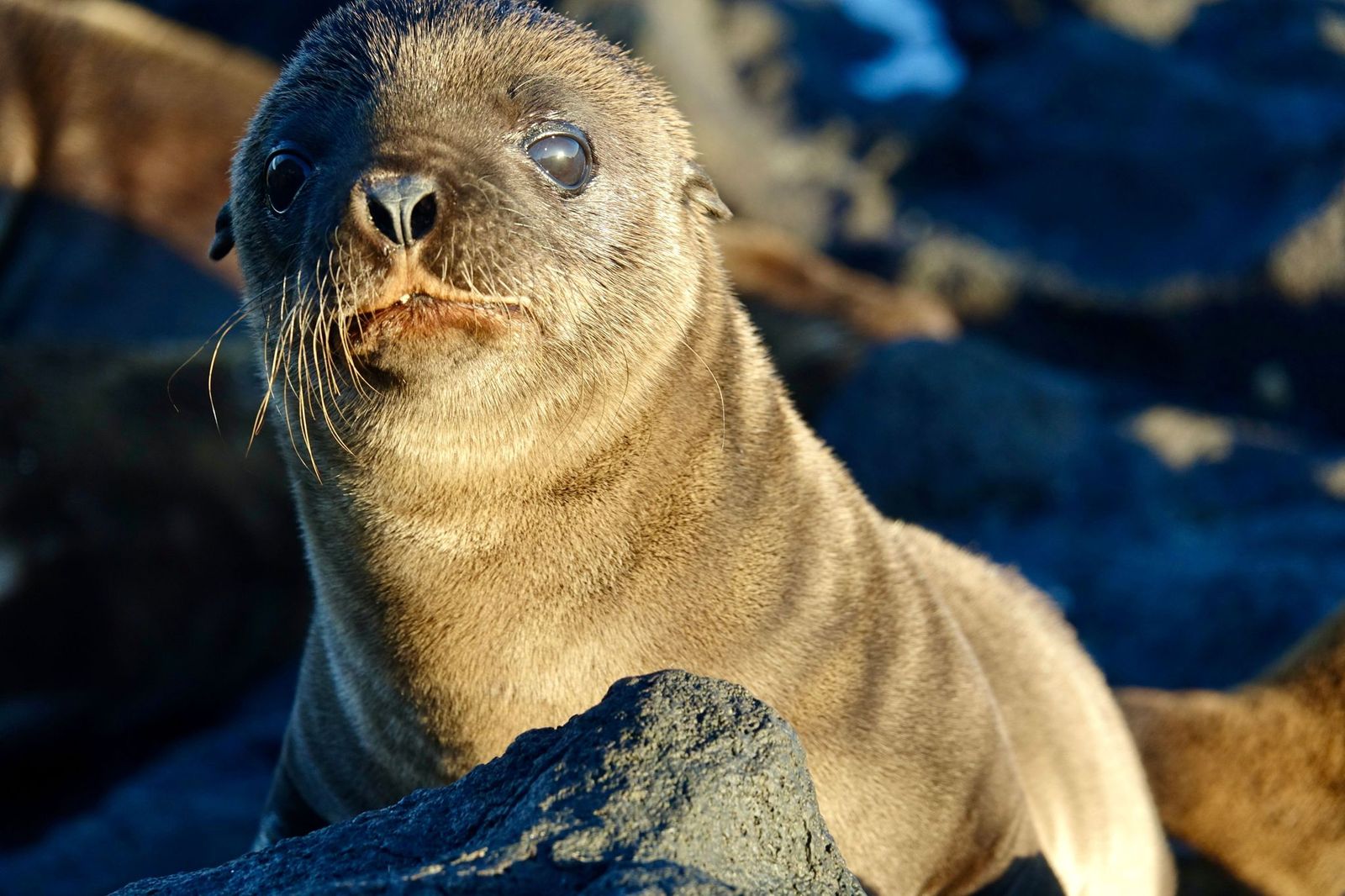 Galapagos sea lion pup on volcanic rock, Galapagos Islands, Ecuador.