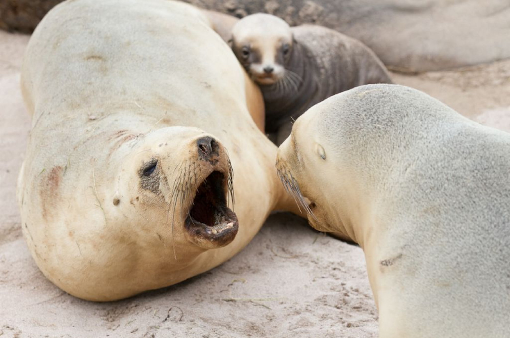 New Zealand fur seals arguing on a sandy beach during a sub-Antarctic expedition cruise.