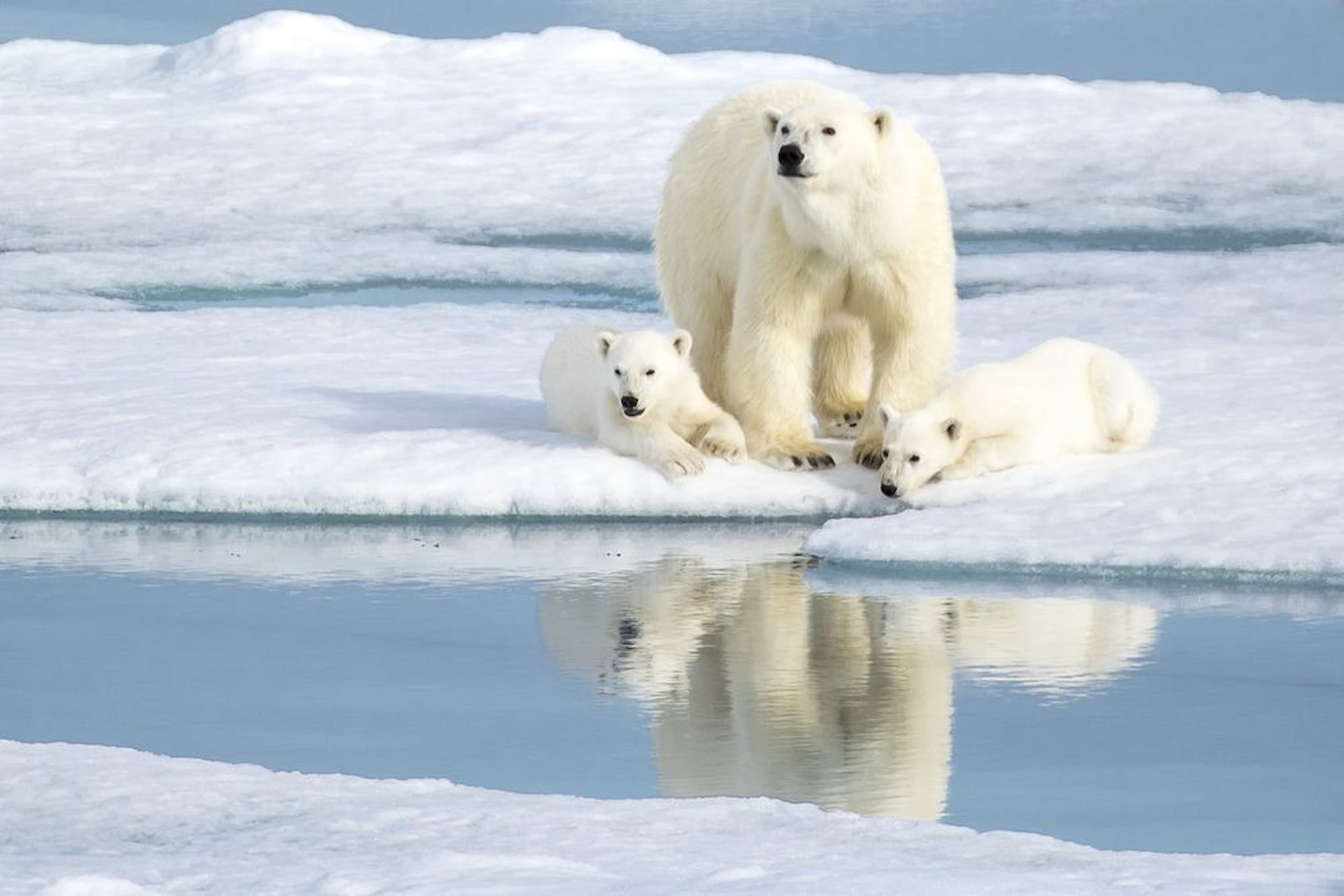 Polar bear on ice floe in Svalbard fjord, Norwegian Arctic, expedition cruise.