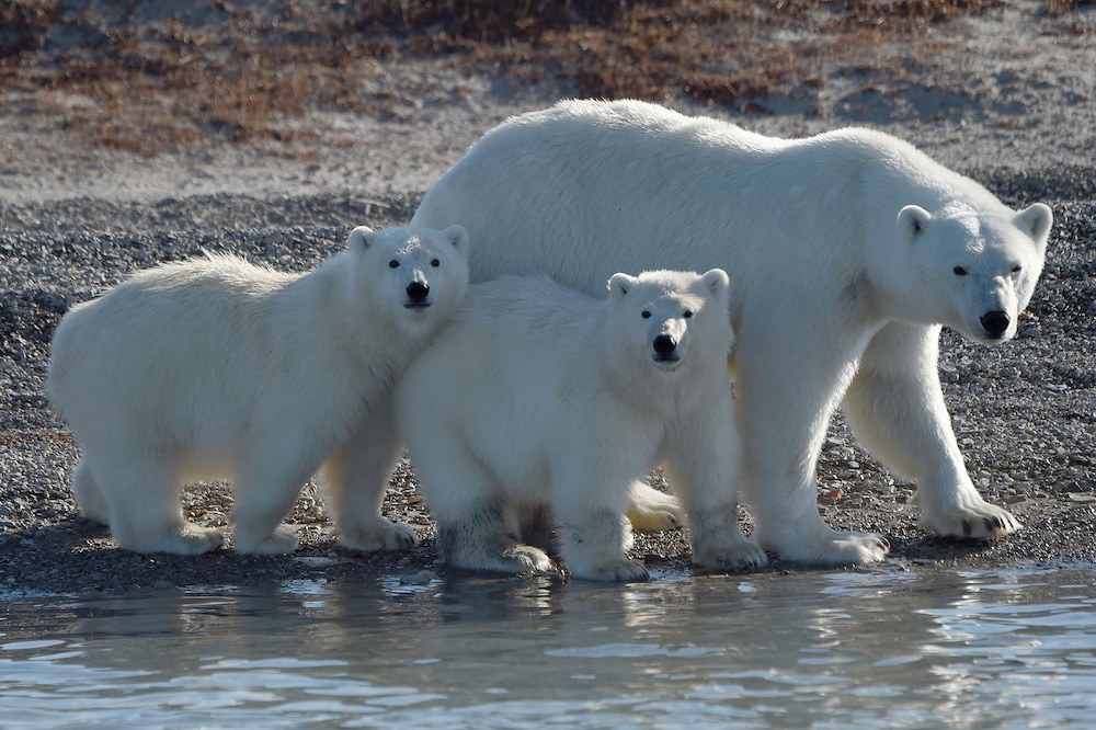 Mid-summer is an ideal time for polar bear sightings and wildlife experiences.
