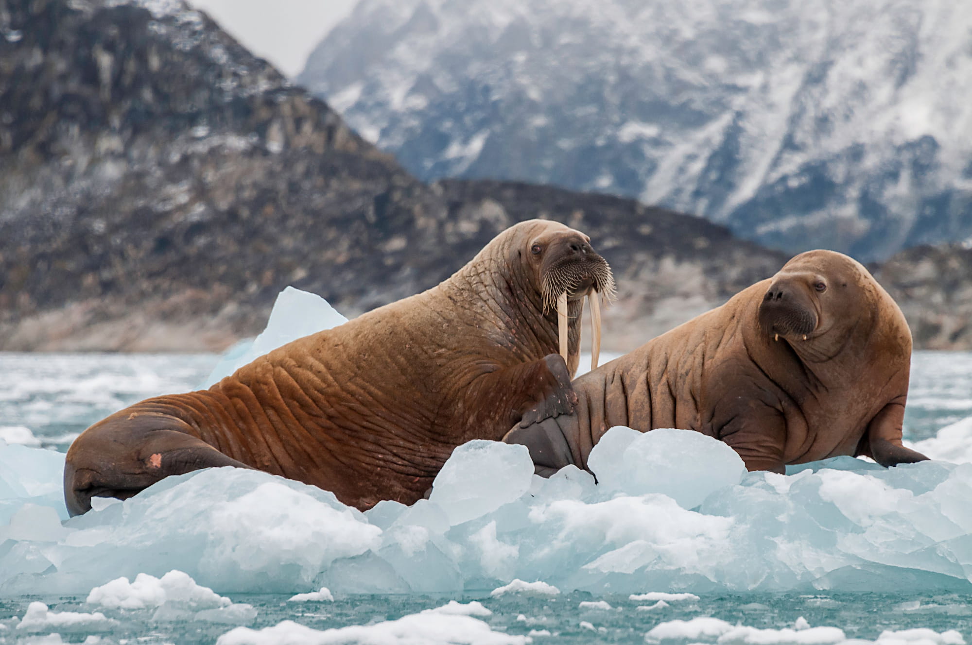 Walruses resting on Arctic ice.