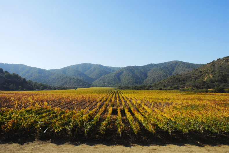 Vineyard rows in autumn colours in a Chilean wine valley near Santiago