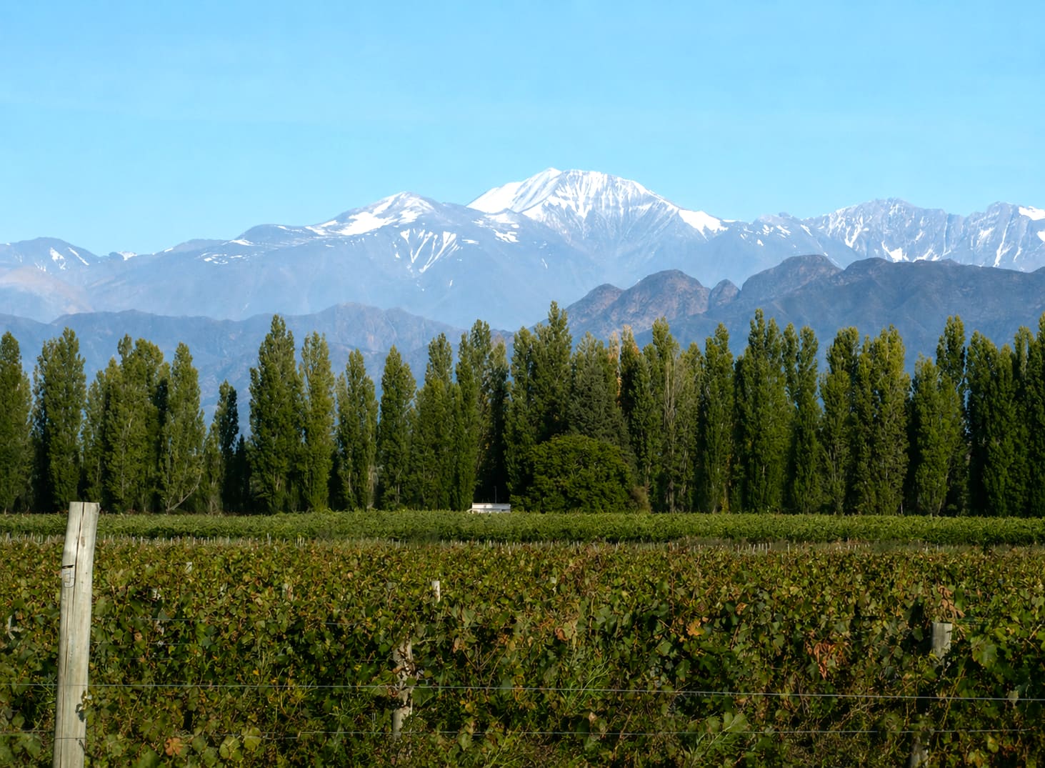Vineyard with the Andes behind, Mendoza, Argentina