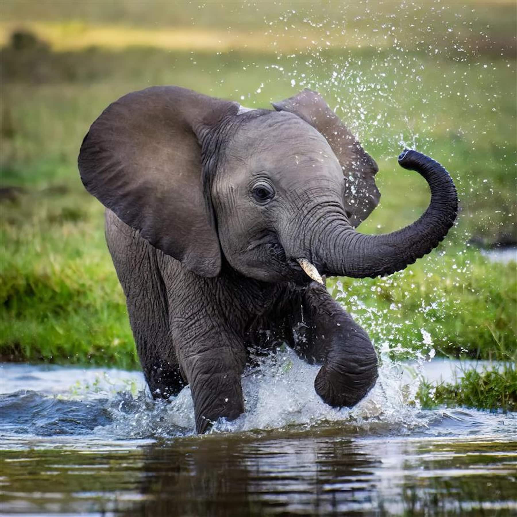 Juvenile elephant splashing at a waterhole during a dry-season safari in Southern Africa
