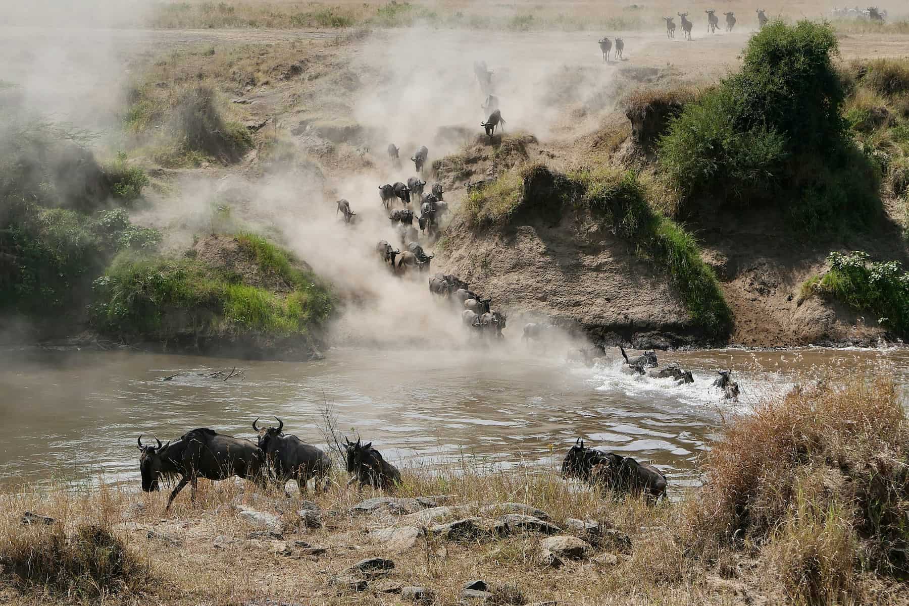 Wildebeest crossing the Mara River during the Great Migration, northern Serengeti
