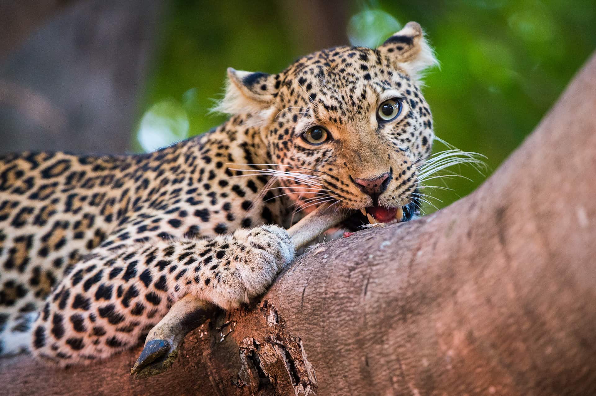 Leopard resting with prey on a tree branch in dense green bush, South Luangwa National Park, Zambia
