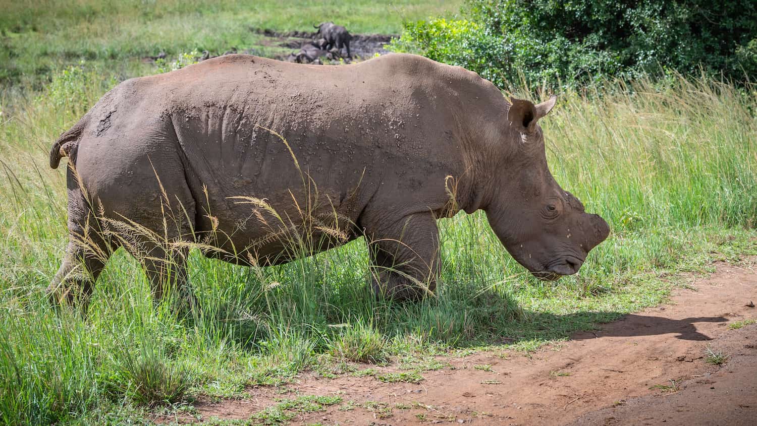 White rhino in Hluhluwe-iMfolozi Game Reserve