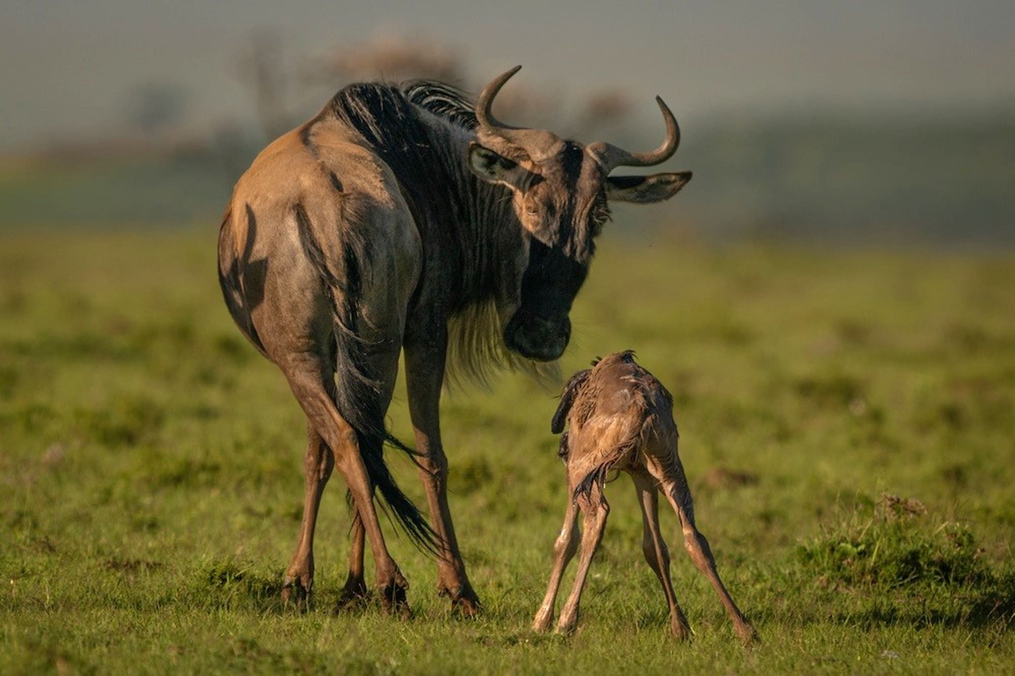 Wildebeest calving season on the Ndutu plains in the southern Serengeti, Tanzania