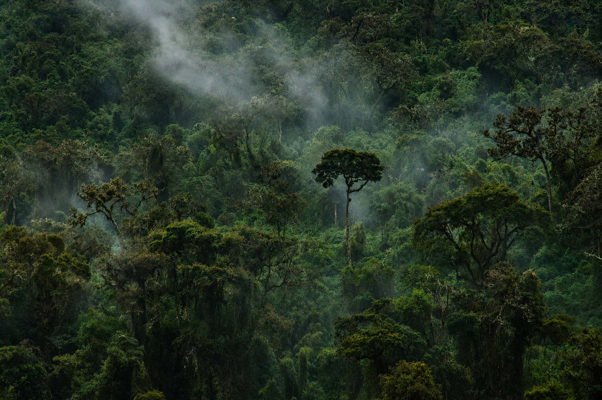 Mist-covered forest canopy on the Salkantay trail in Peru