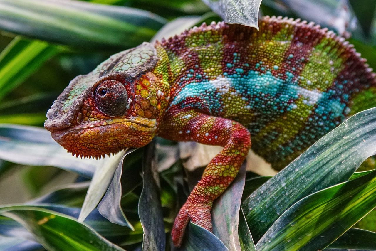 Parson’s chameleon in Madagascar.