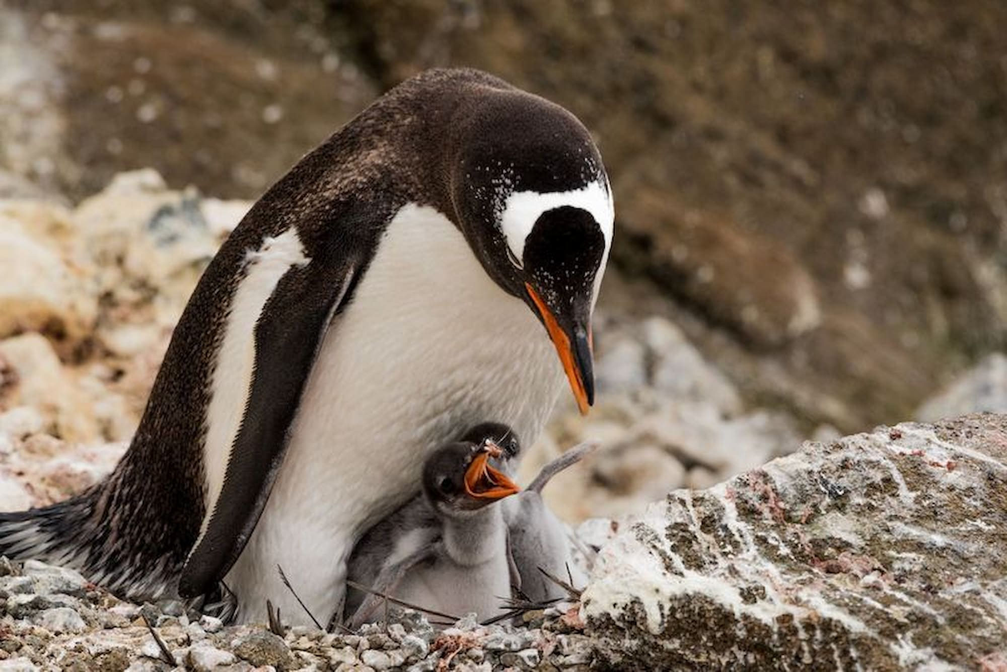Gentoo penguin chicks in Antarctica. The best time to visit Antarctica for penguins is December to February.