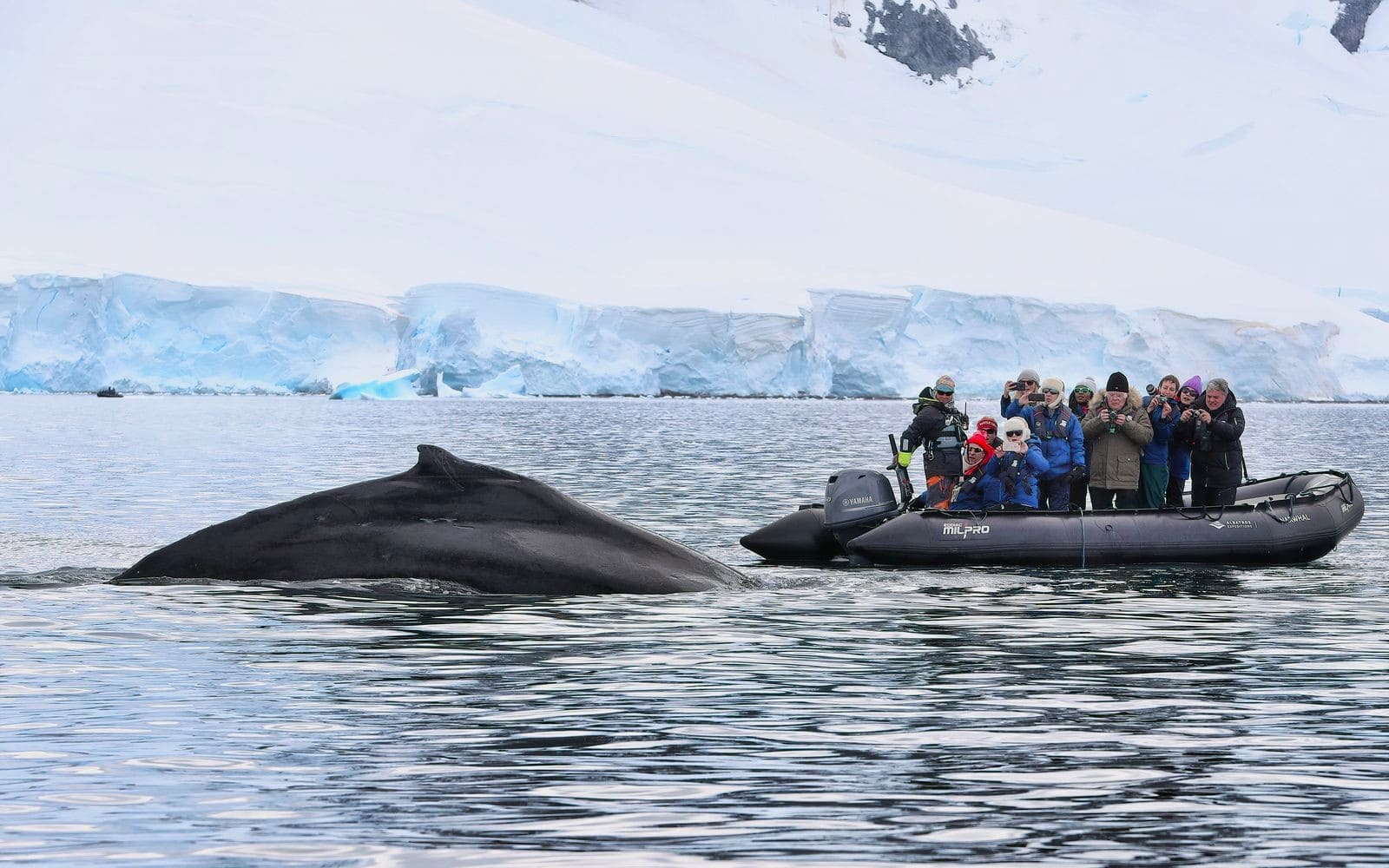 Whale watching in Antarctica