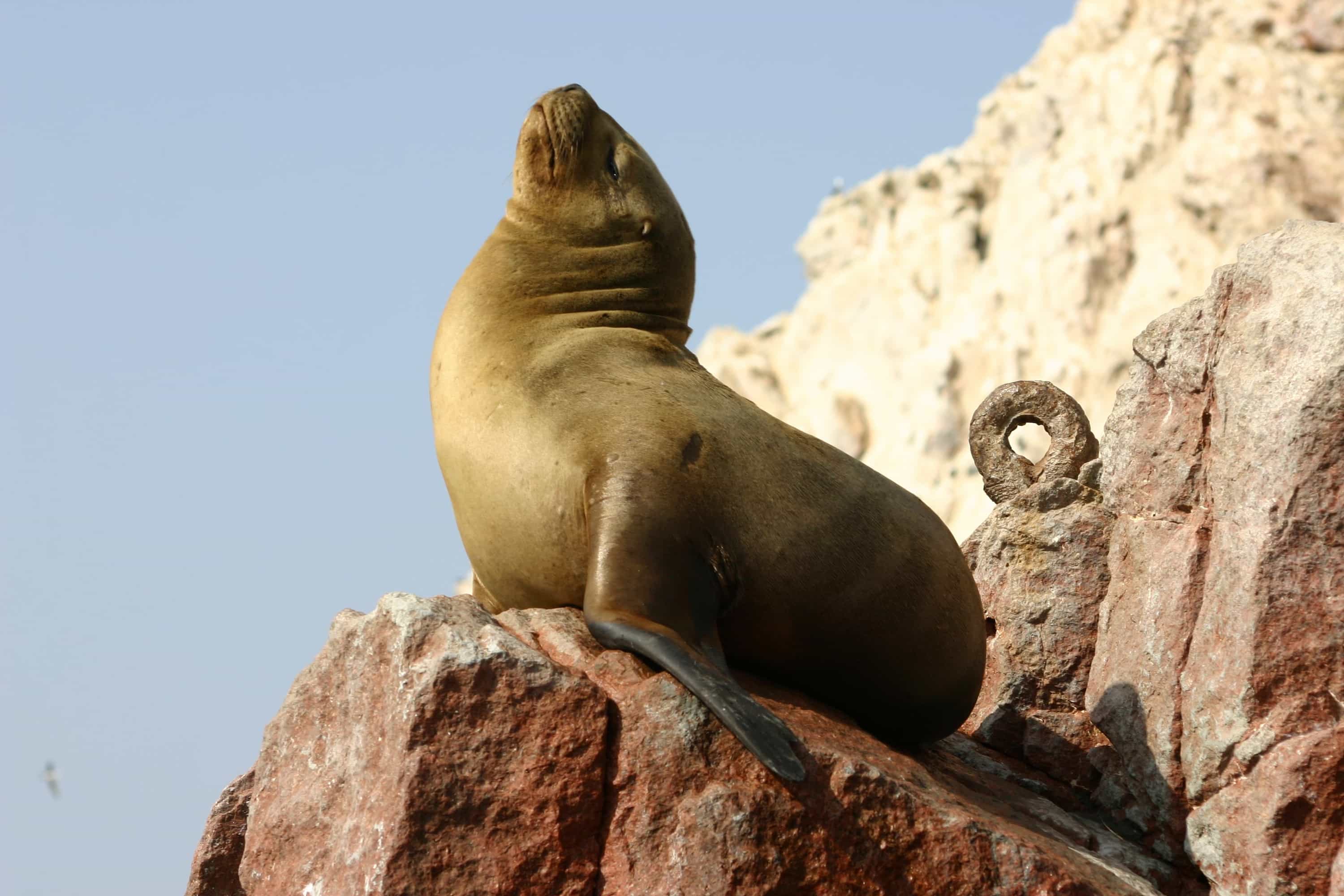 A sea lion soaking in the sun on the Ballestas Islands near Paracas Peru