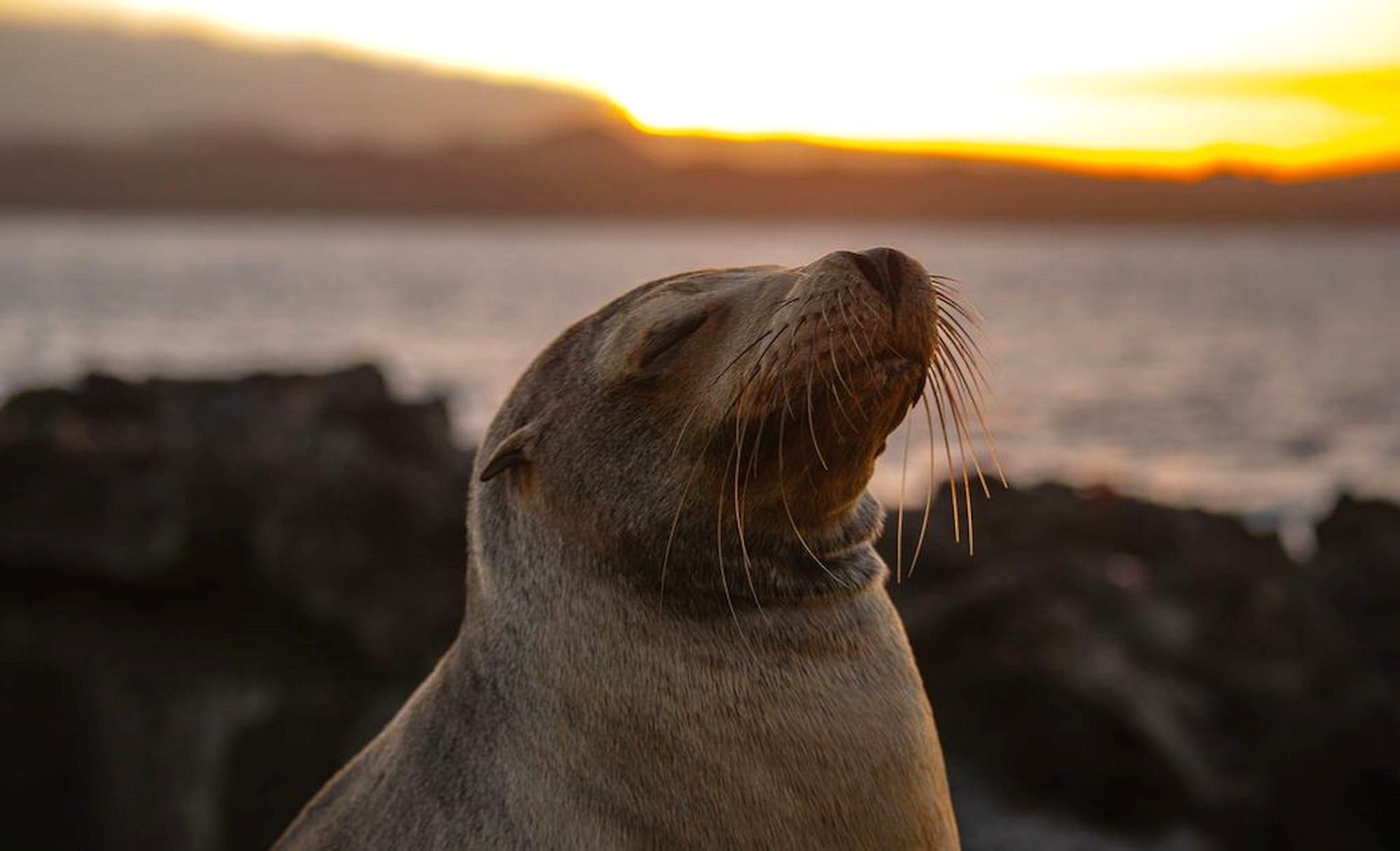 Sea lion spotted during sunset in the Galápagos Islands