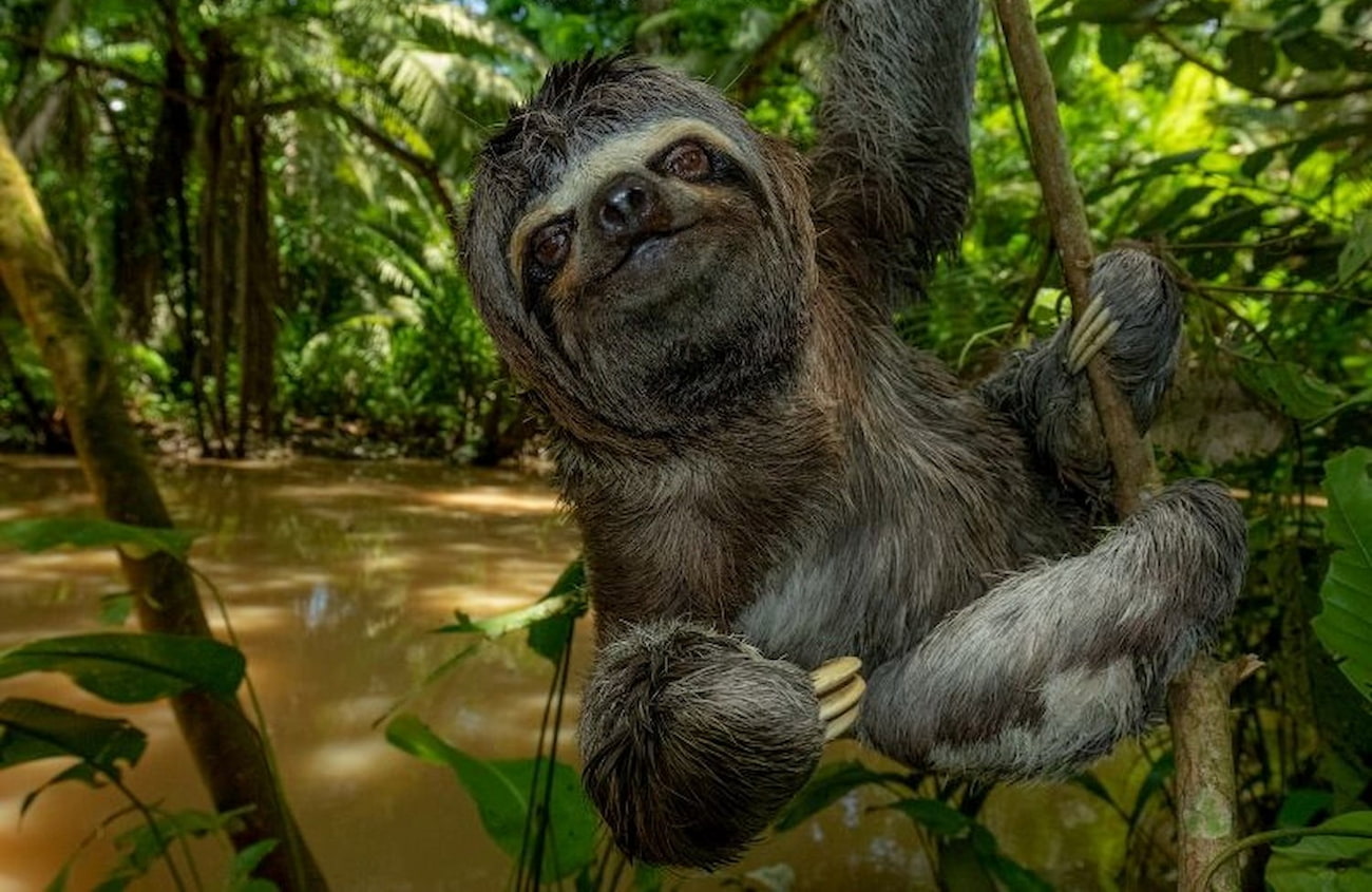 A close-up of a sloth hanging from a branch in the Amazon rainforest, surrounded by dense greenery and a muddy creek, illustrating the kind of wildlife often seen from specialist lodges like Napo Wildlife Centre.