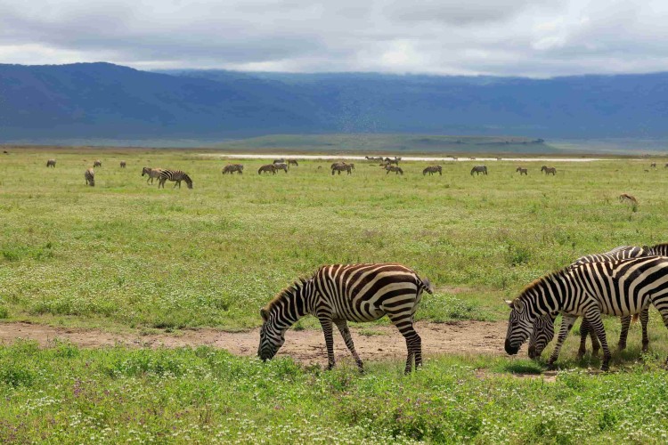 best time to visit Tanzania rich wildlife of Ngorongoro crater.