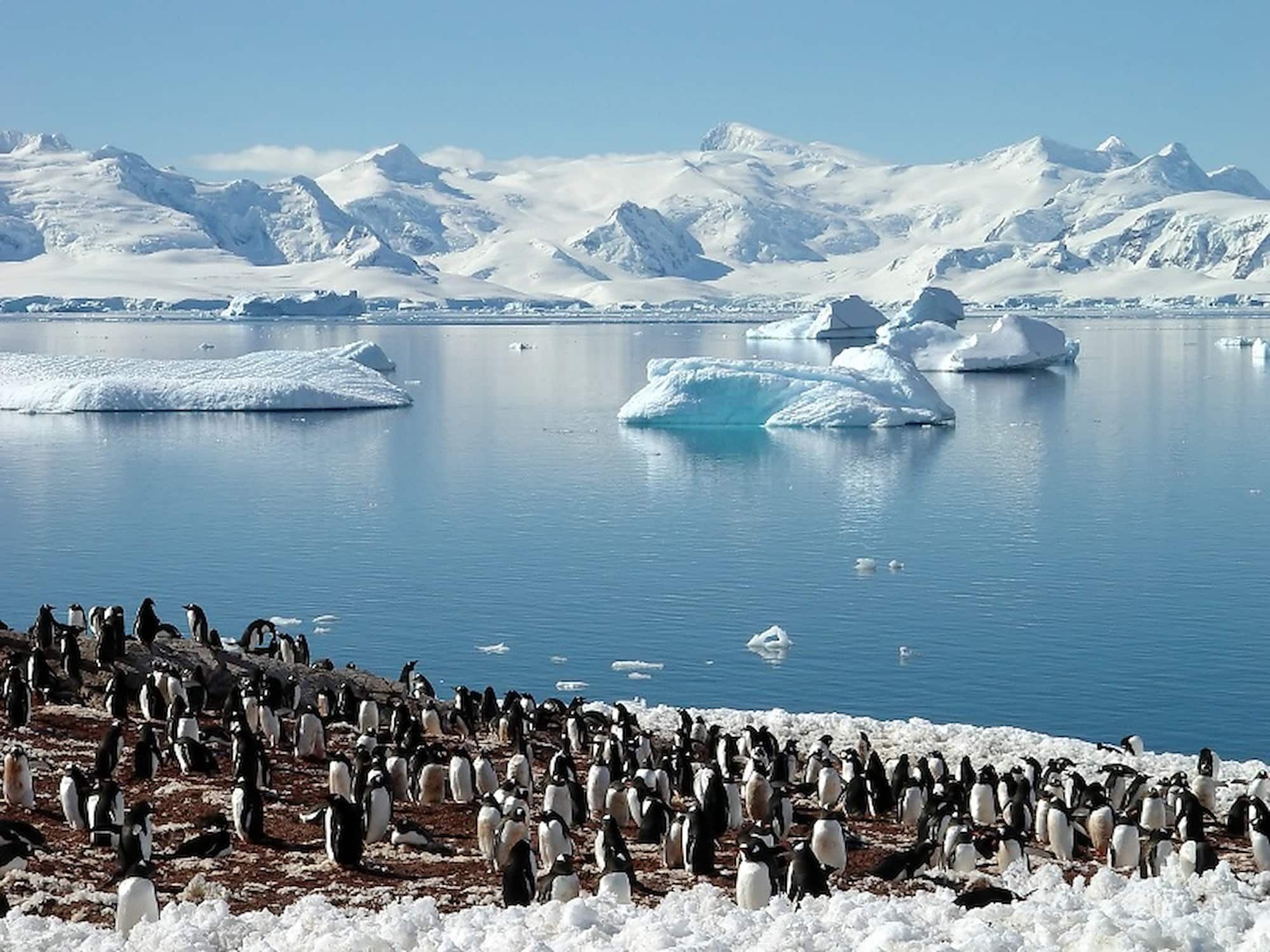 Penguin colony on the ice in Antarctica