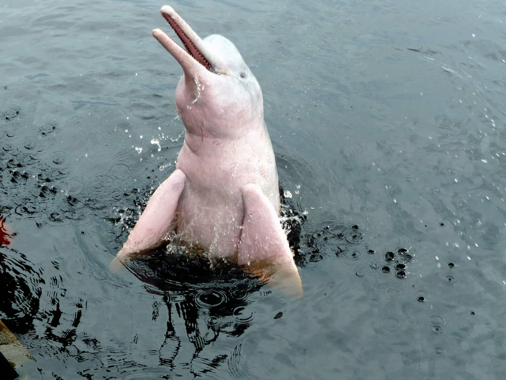The iconic pink river Dolphin