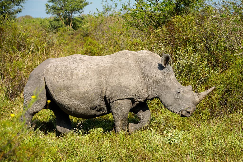 An iconic Rhino encounter in the Okavango Delta