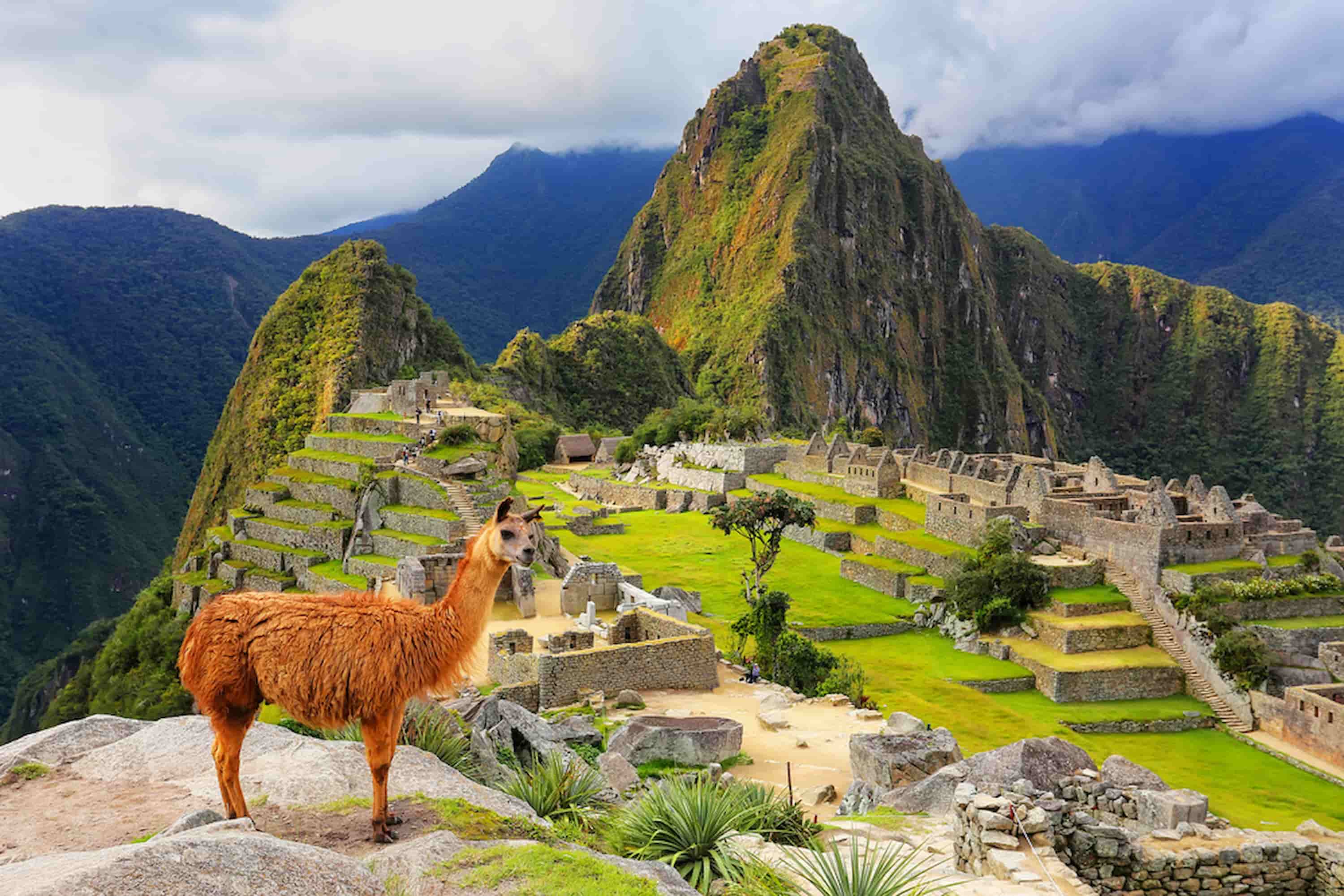 Llama standing at Machu Picchu overlook in Peru. Llama standing at Machu Picchu overlook in Peru.