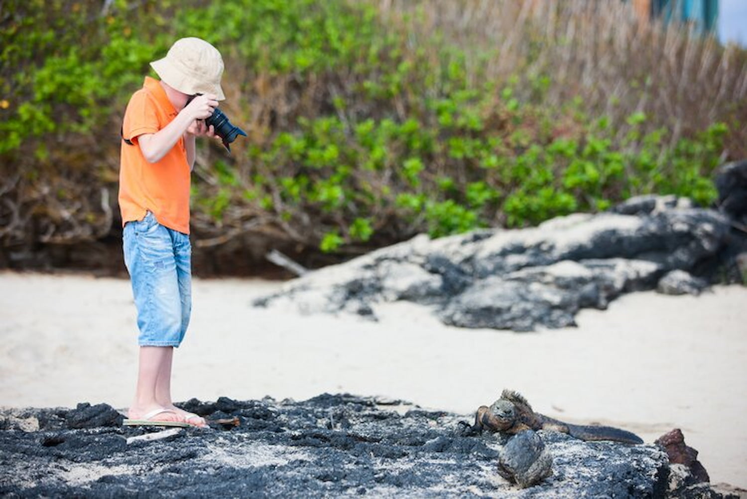 Child and Galapagos marine Iguana encounter