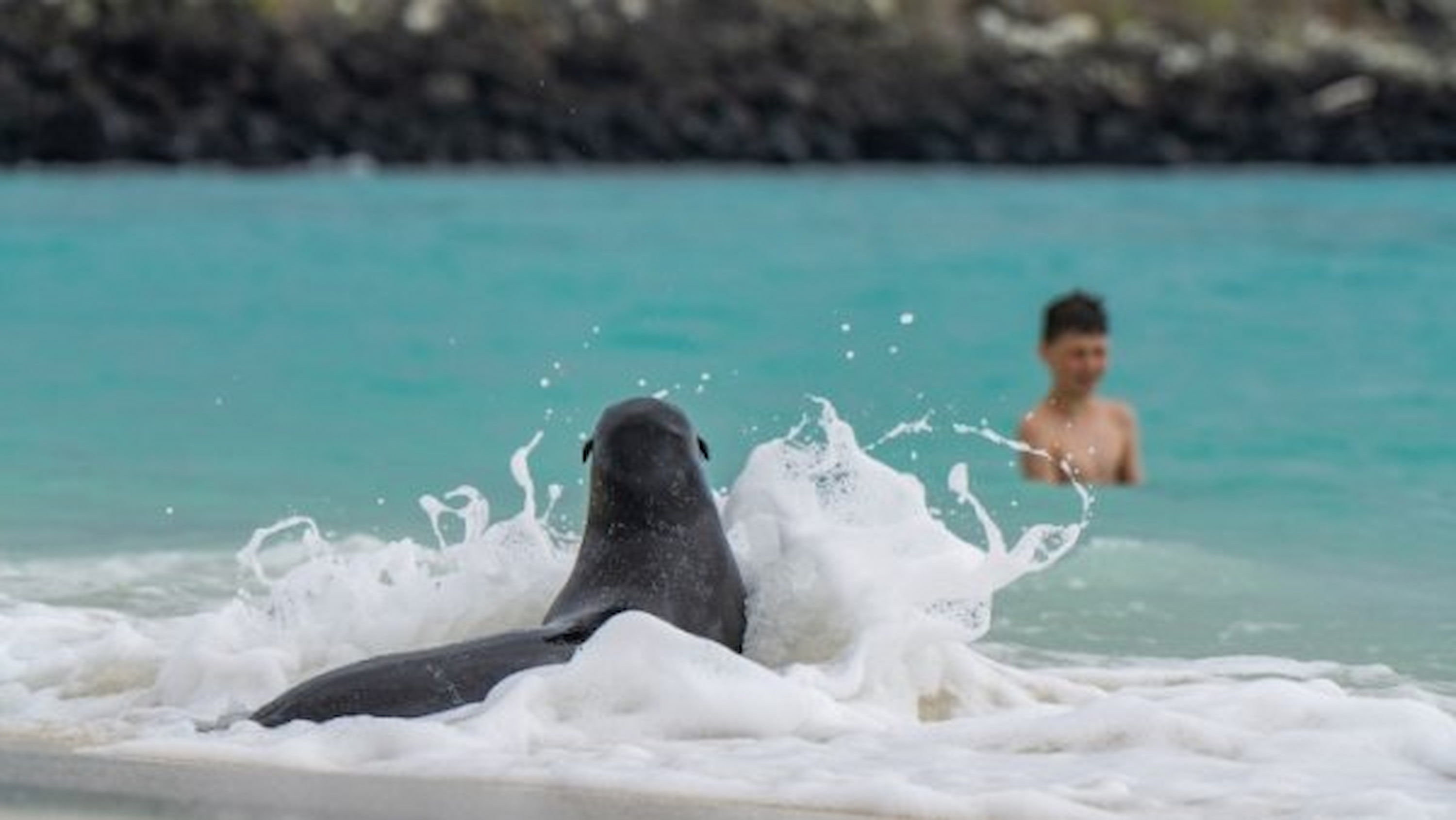 Sharing the waves with curious sea lions