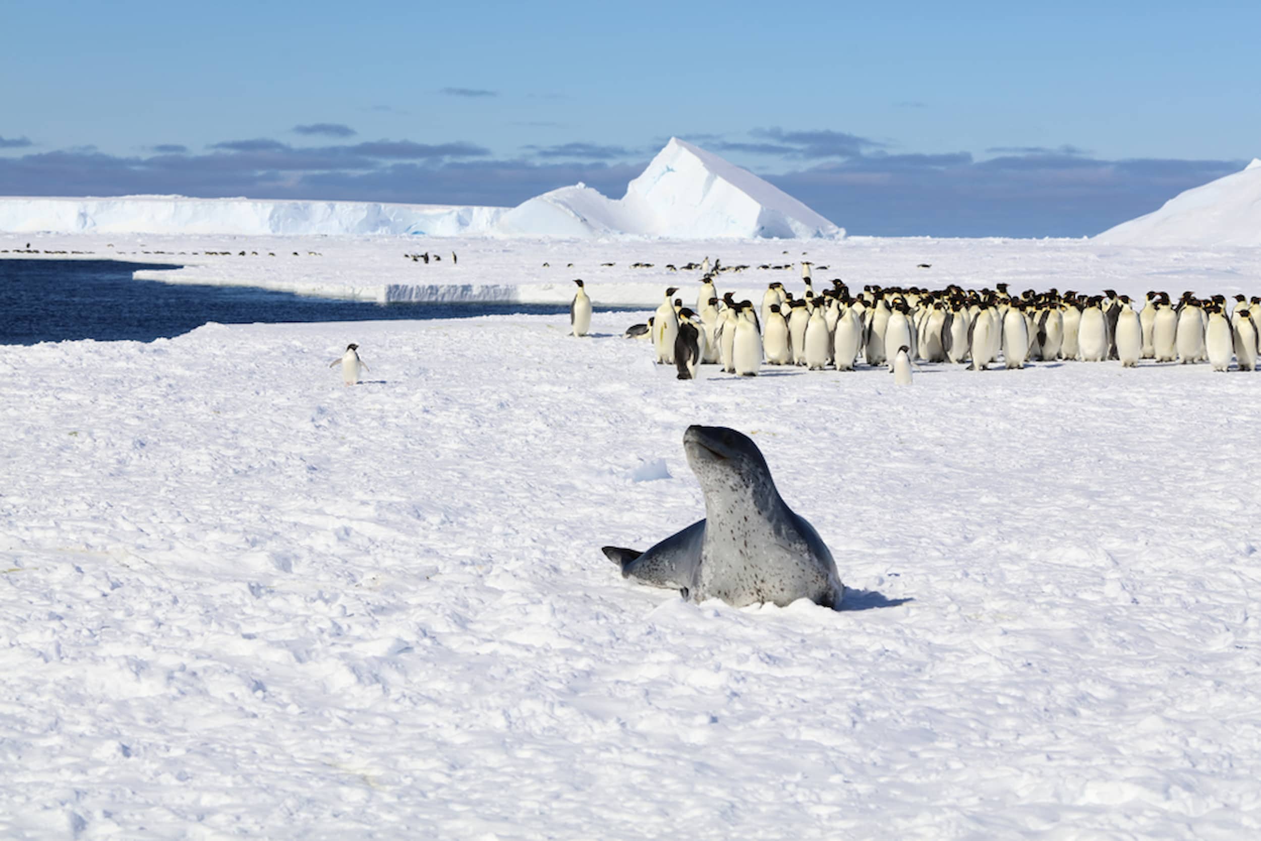 A leopard seal resting near a gathering of penguins on the icy shore.