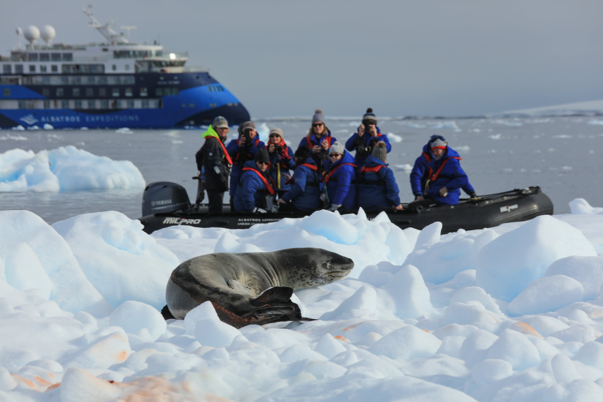 A leopard seal lounges on the ice as guests approach by Zodiac.