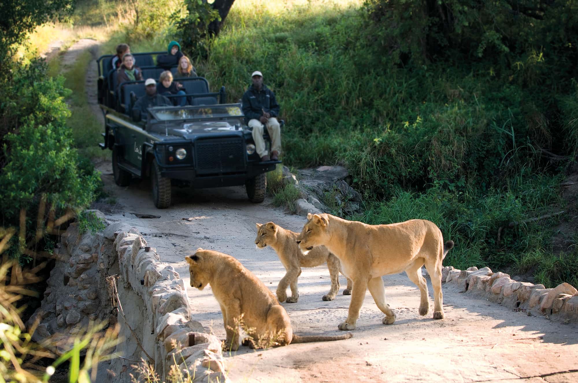Tourists in safari vehicle admiring lionesses on a game drive from Lion Sands Safari Camp.
