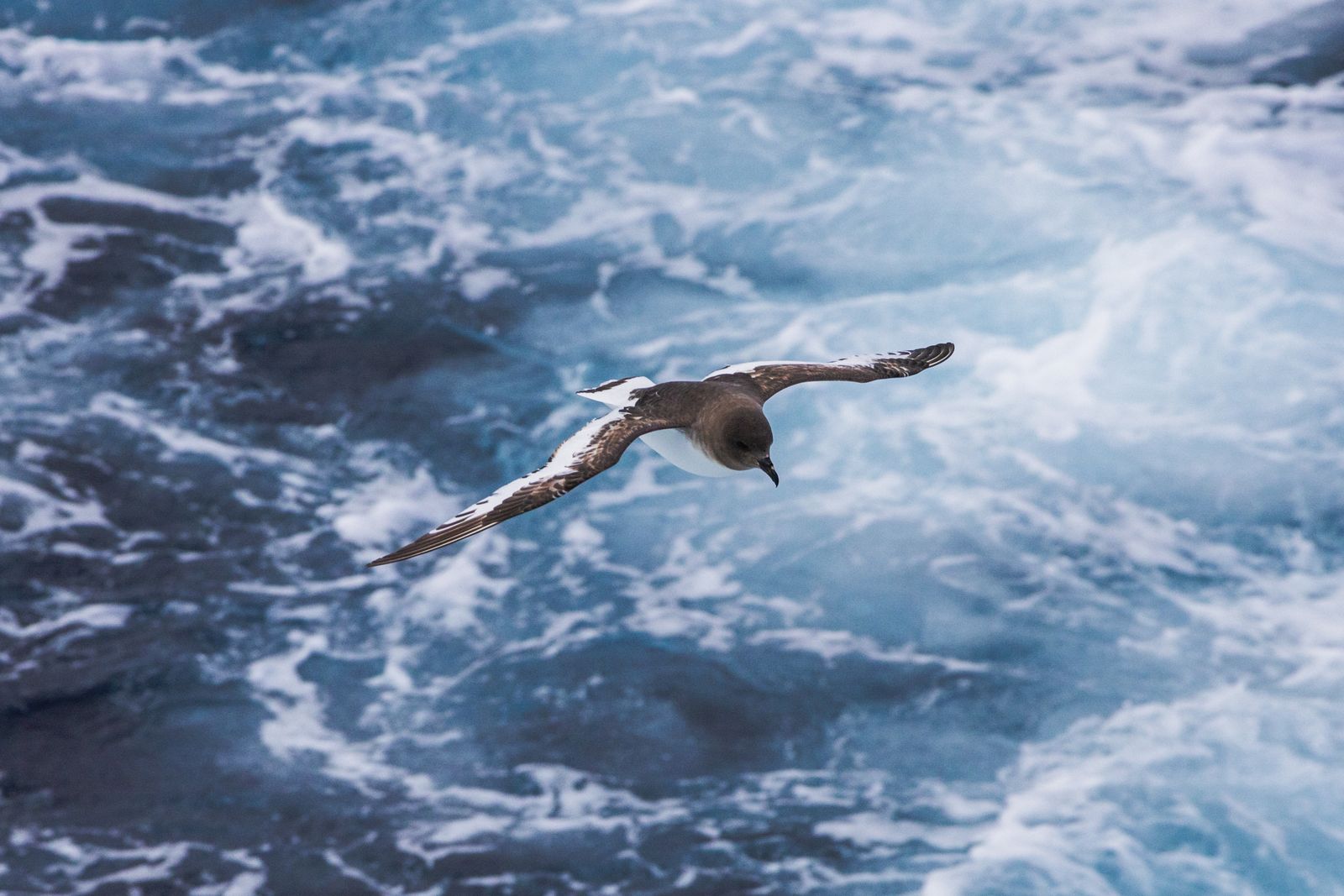 Cape petrel in flight over churning Southern Ocean swells during a Drake Passage crossing to Antarctica.