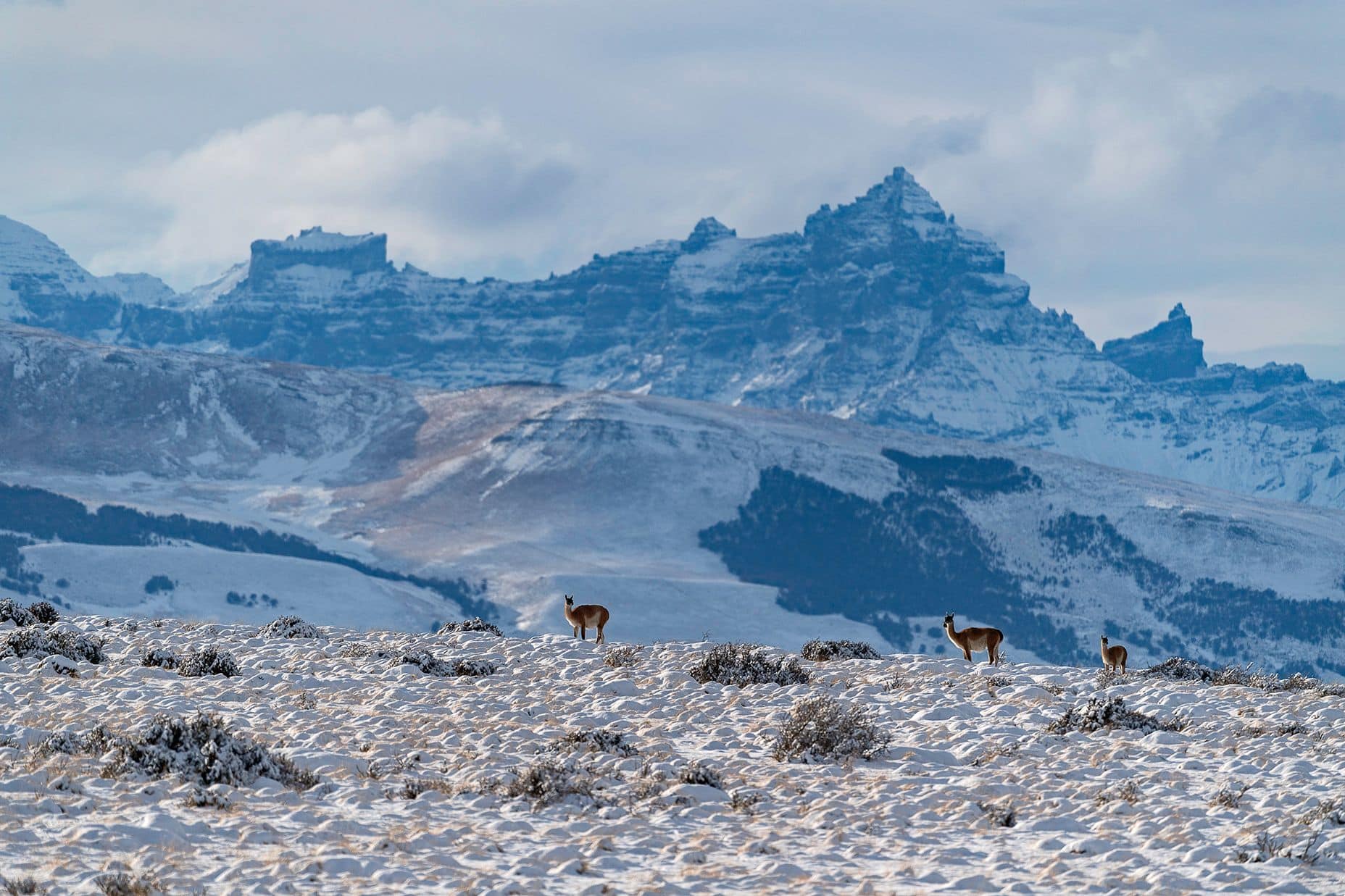 Guanacos on a mountain hill