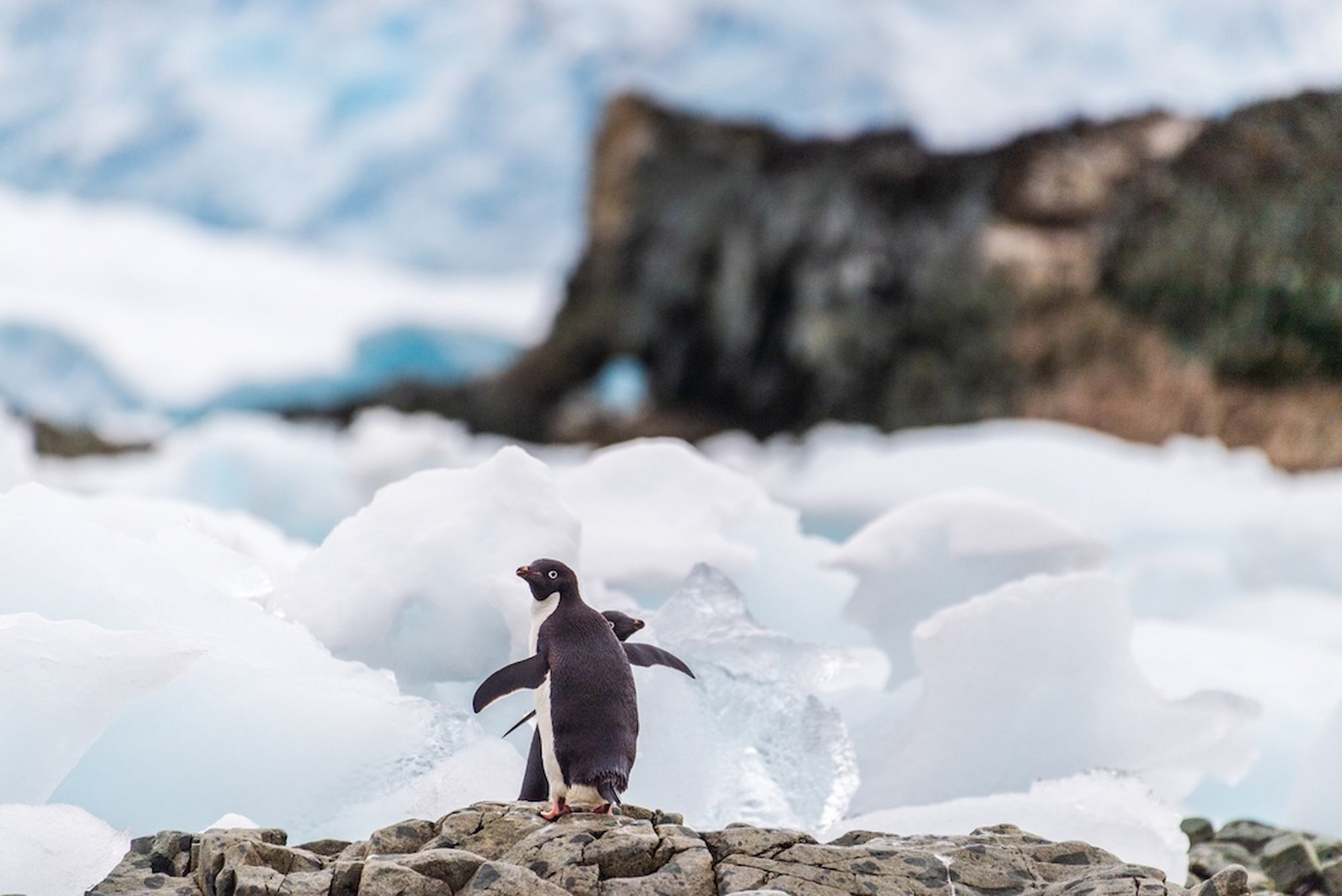 Adelie penguin on Ross Island, East Antarctica