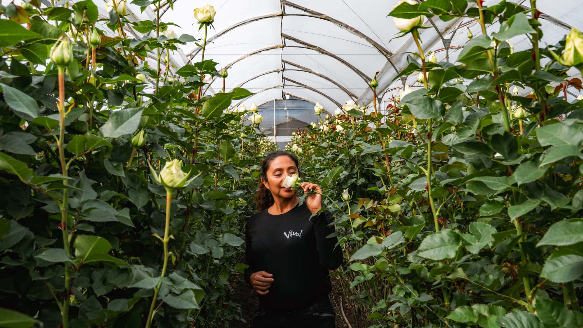 Rose factory, Ecuador