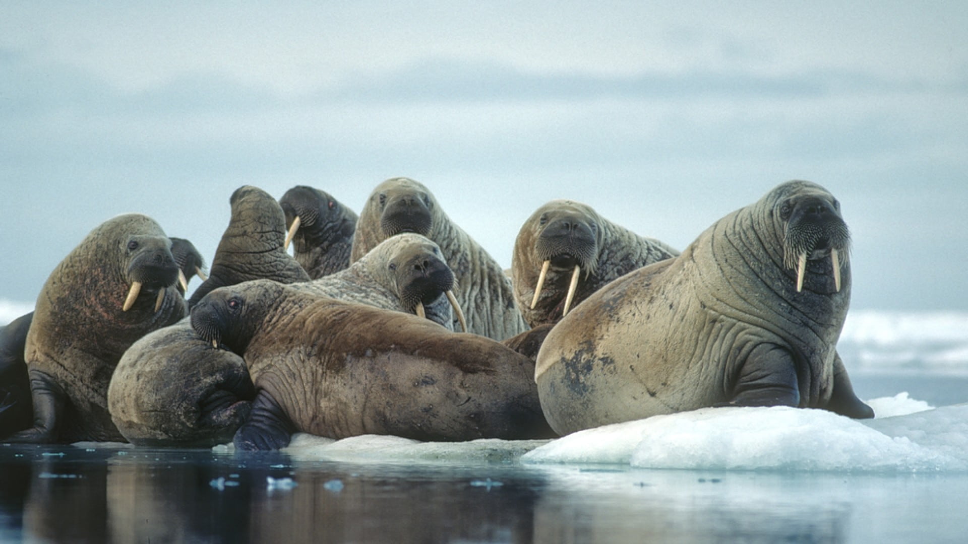 Group of walrus on ice floe in the Canadian High Artcic, on an Northwest Passage expedition cruise.